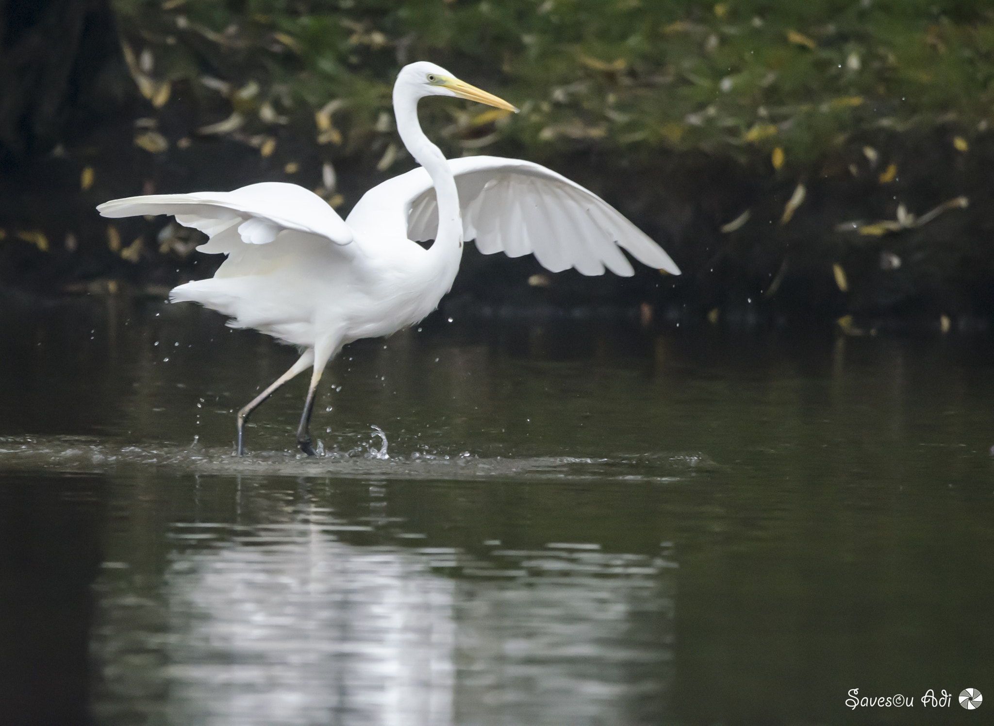Sigma 150-600mm F5-6.3 DG OS HSM | C sample photo. Egret 2 photography