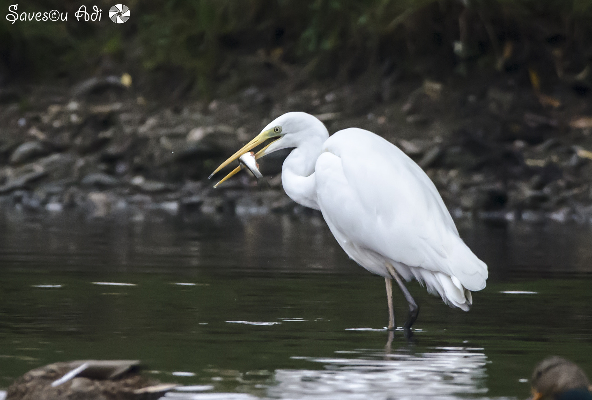 Sigma 150-600mm F5-6.3 DG OS HSM | C sample photo. Egret 5 photography