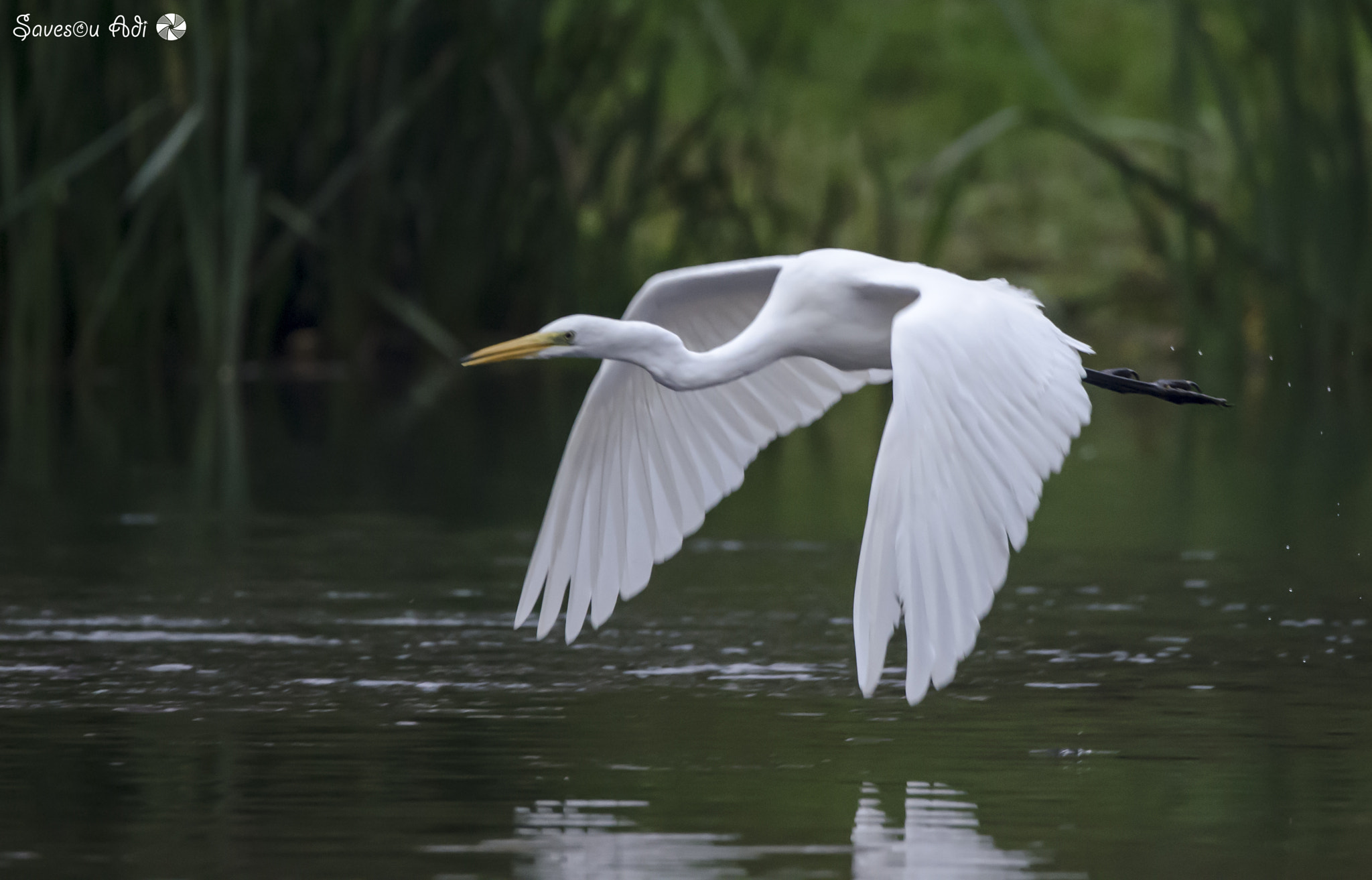 Sigma 150-600mm F5-6.3 DG OS HSM | C sample photo. Egret 6 photography