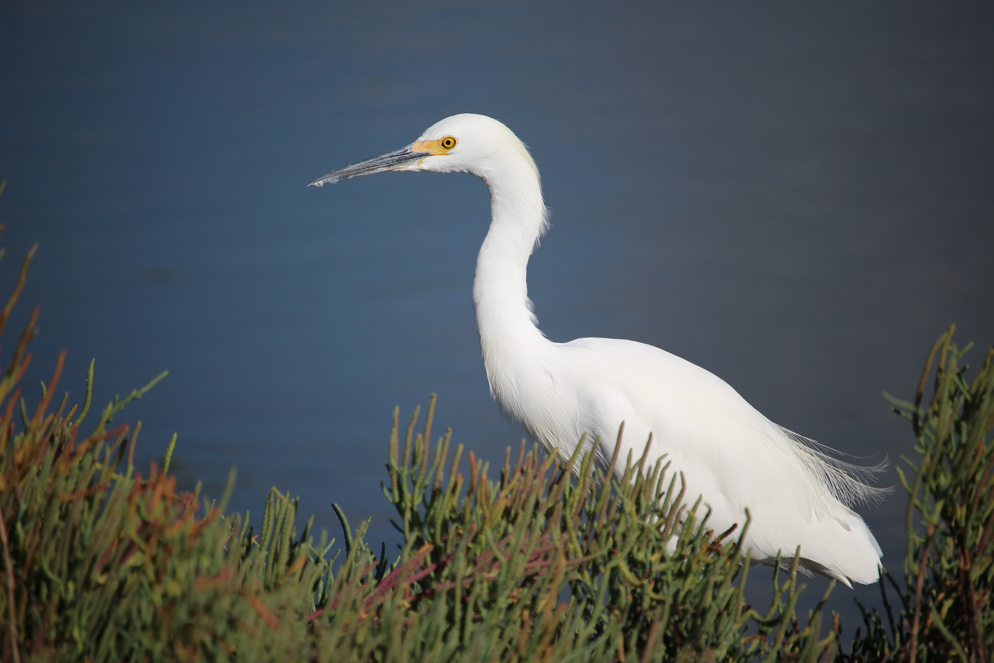 Canon EOS 100D (EOS Rebel SL1 / EOS Kiss X7) + Canon EF-S 55-250mm F4-5.6 IS STM sample photo. Snowy egret photography