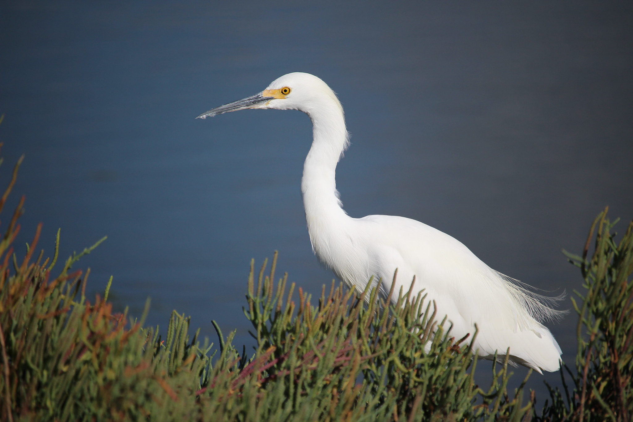Canon EOS 100D (EOS Rebel SL1 / EOS Kiss X7) sample photo. Snowy egret photography