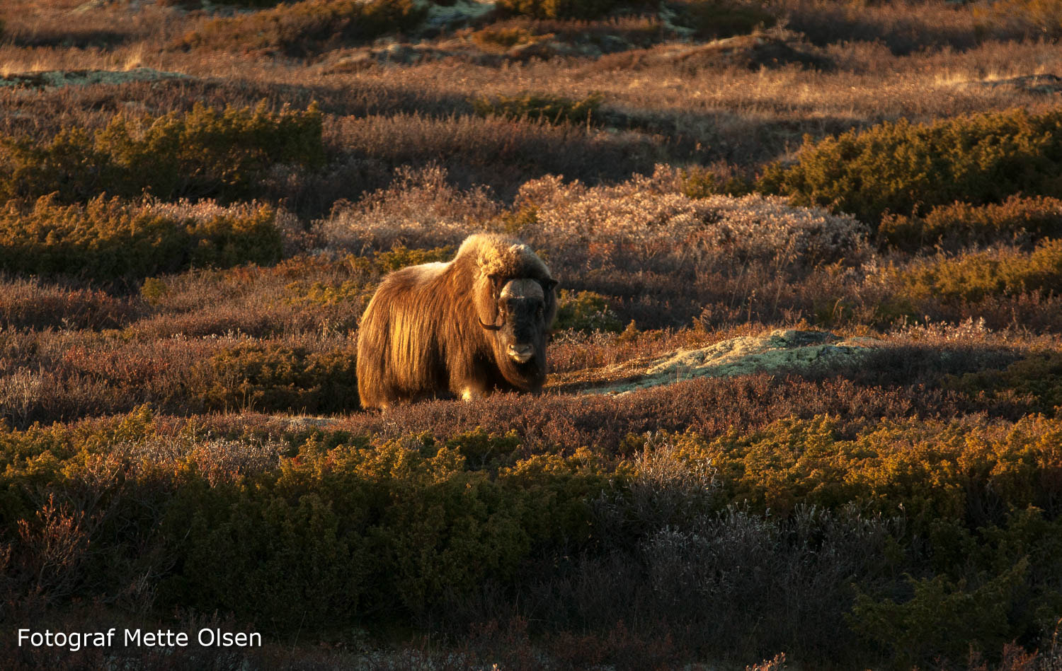 Canon EOS 5D Mark II + Canon EF 70-200mm F2.8L IS II USM sample photo. Moskus photography