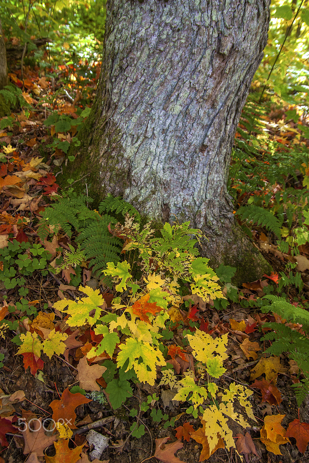 Tamron SP AF 17-50mm F2.8 XR Di II LD Aspherical (IF) sample photo. Fall tapestry photography