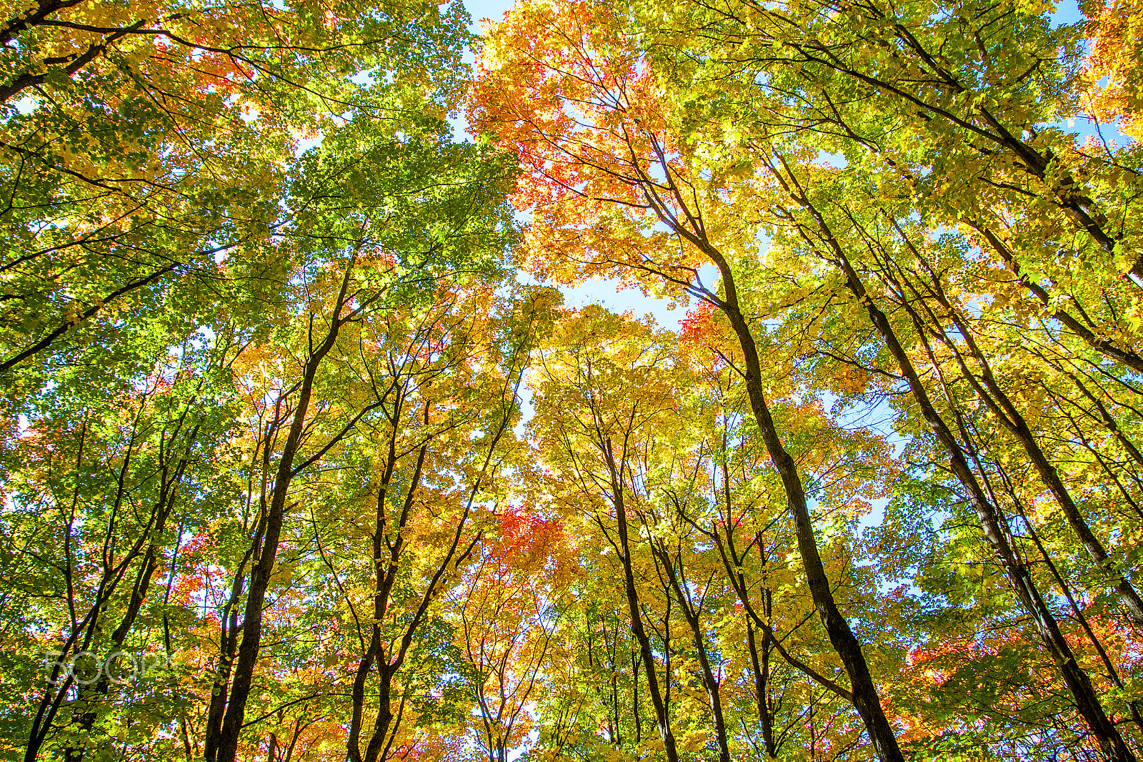 Tamron SP AF 17-50mm F2.8 XR Di II LD Aspherical (IF) sample photo. Fall trees photography
