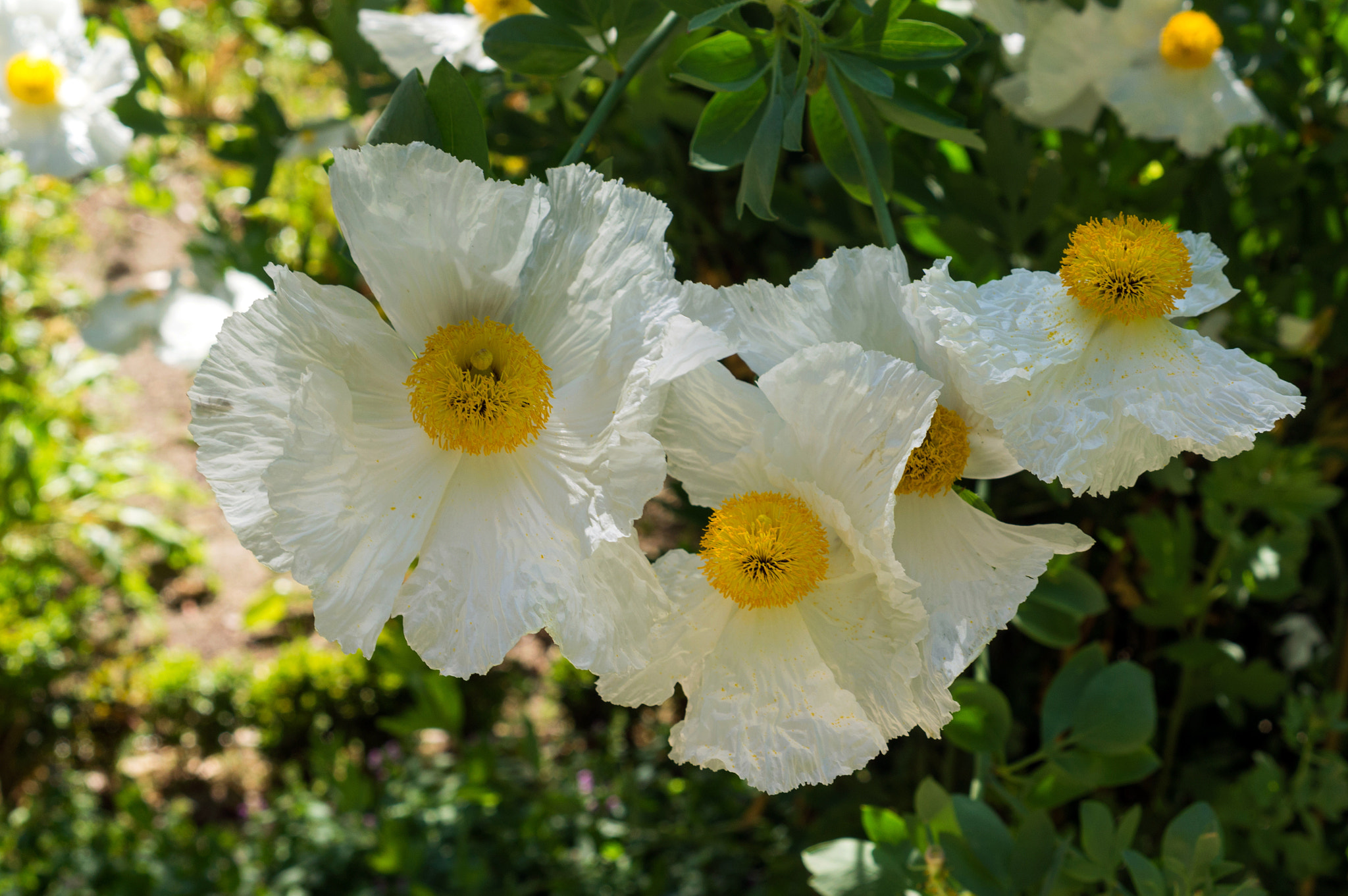 Sony E 35mm F1.8 OSS sample photo. ** photography