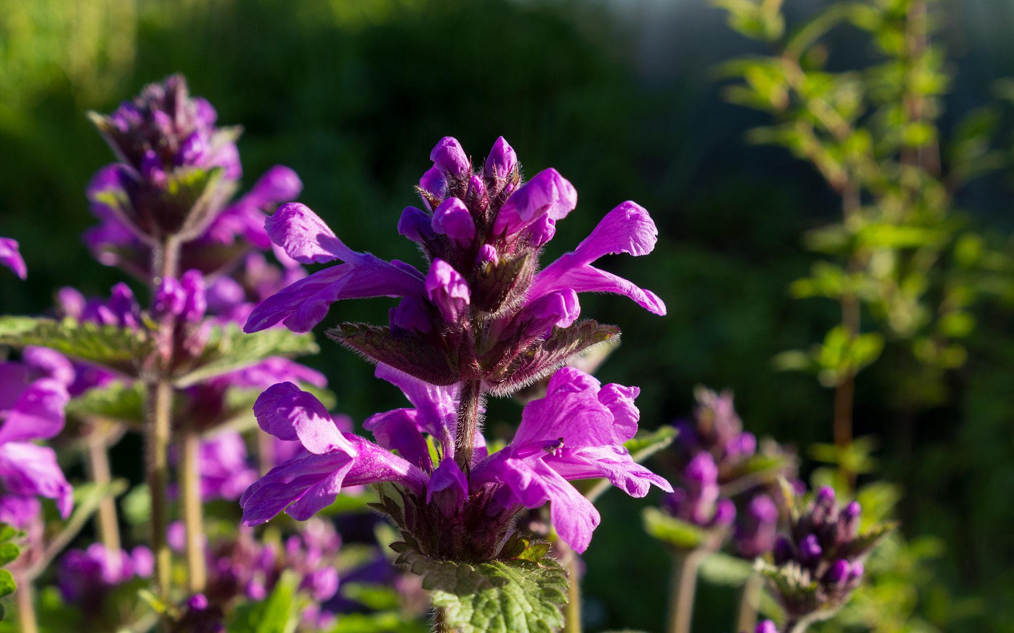Sony E 35mm F1.8 OSS sample photo. ** photography