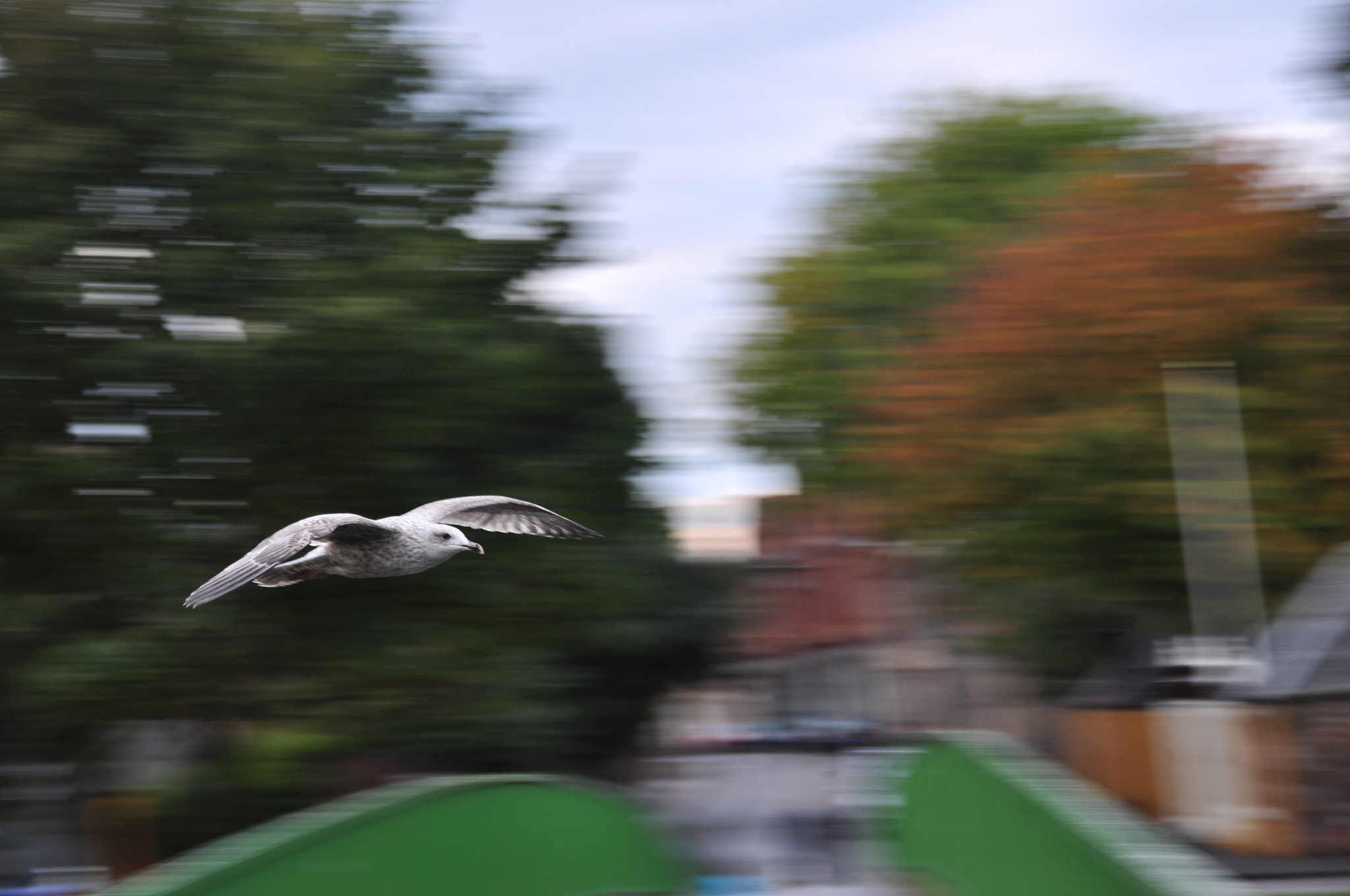 Nikon D90 + Sigma 18-200mm F3.5-6.3 DC sample photo. Bird photography