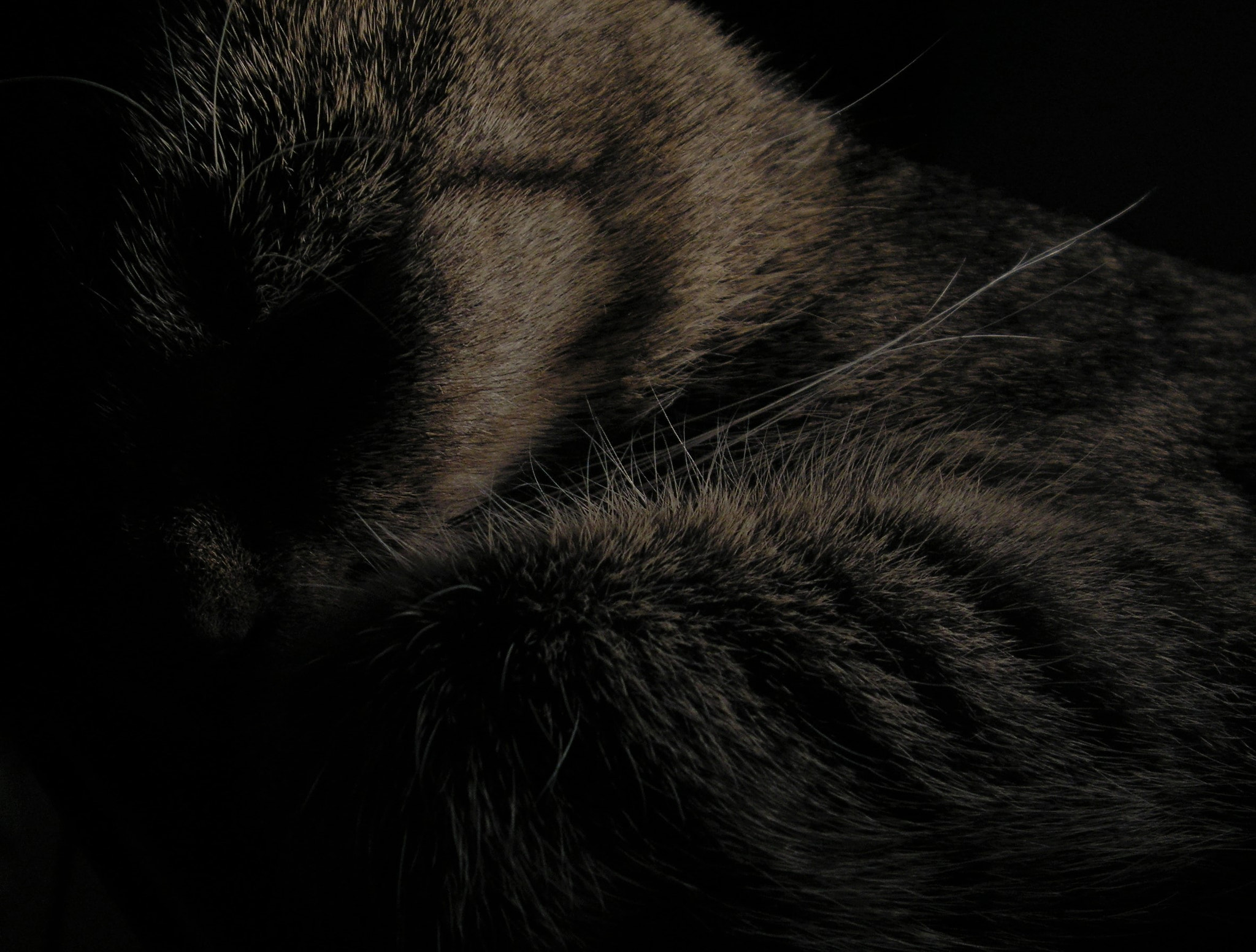 KONICA MINOLTA DiMAGE Z20 sample photo. Sleeping beauty photography