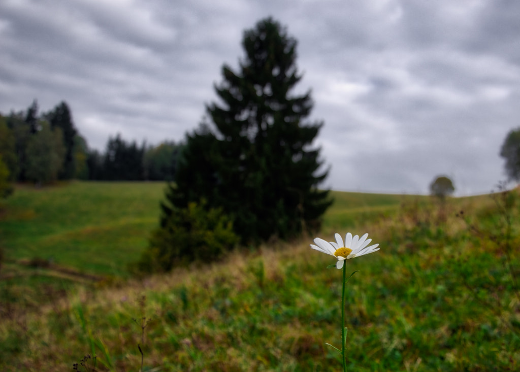 wetterfichte by dirk derbaum on 500px.com