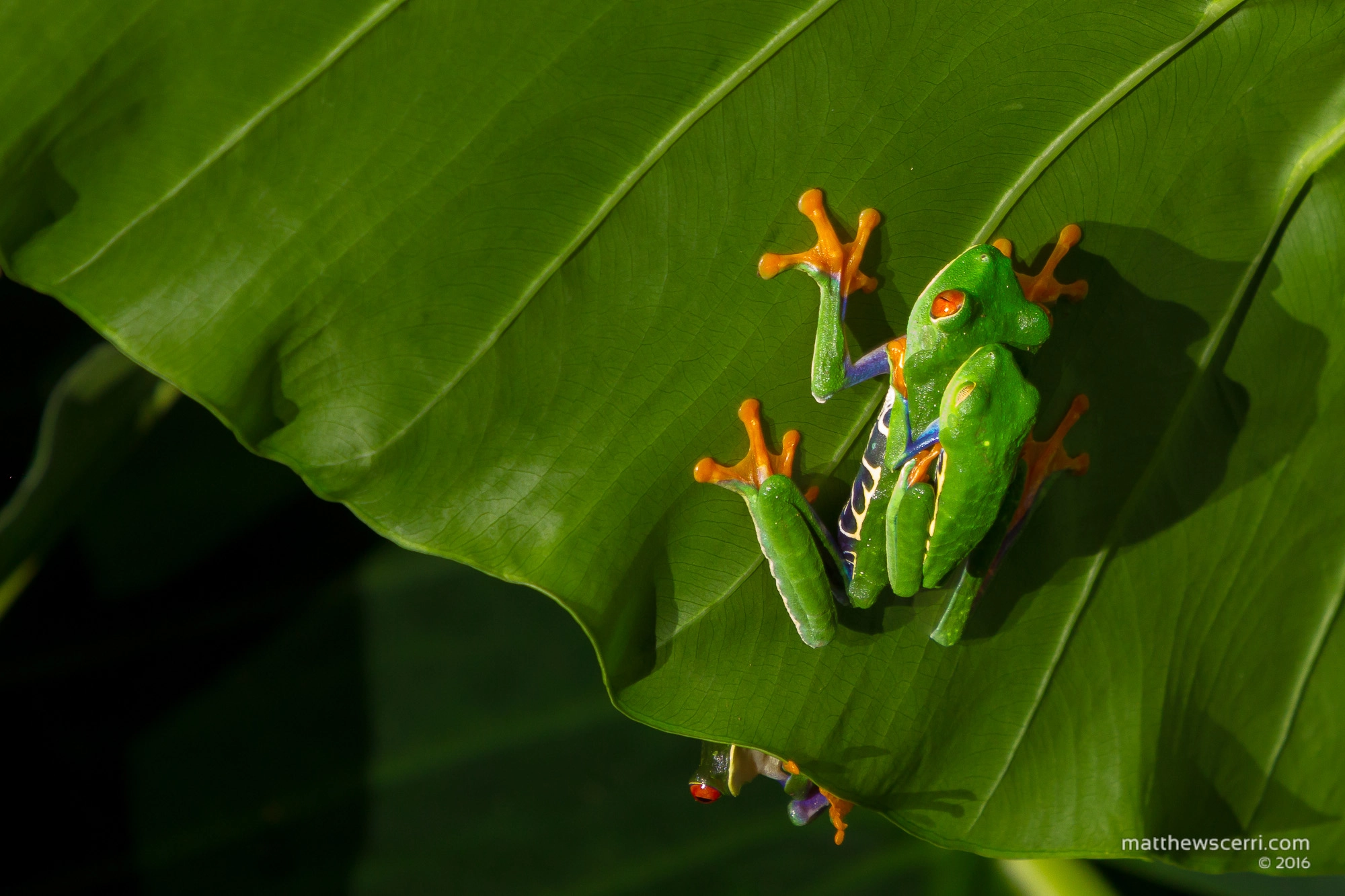 Canon EF 70-200mm F2.8L IS USM sample photo. Mating red eye tree frogs photography