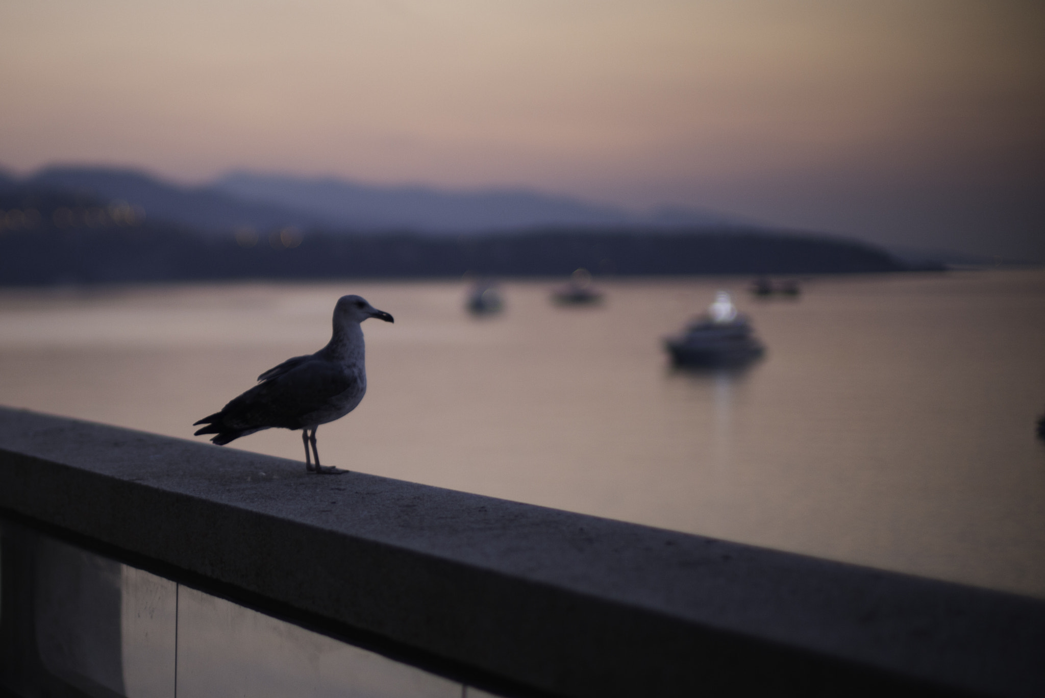 Leica Noctilux-M 50mm F0.95 ASPH sample photo. The king surveying his kingdom photography