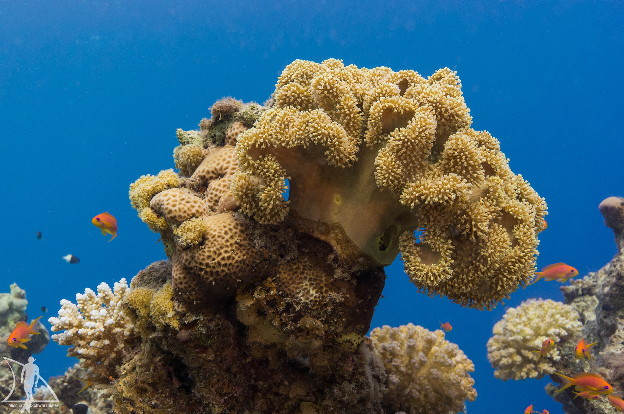 Sony Alpha NEX-5N + Sony Sonnar T* E 24mm F1.8 ZA sample photo. I just love soft corals photography