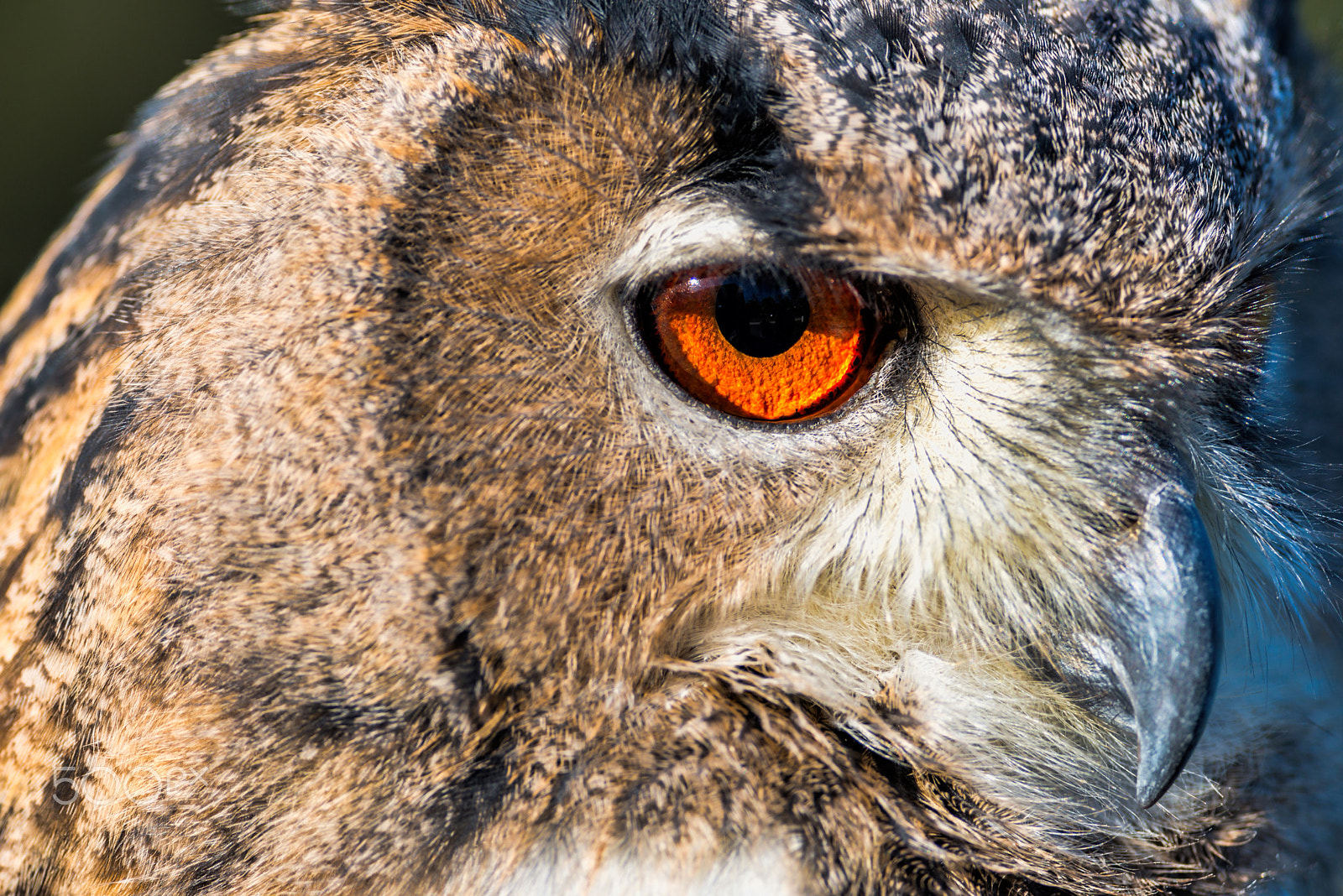 Nikon D800E + Nikon AF-S Nikkor 300mm F4D ED-IF sample photo. Owl eye photography