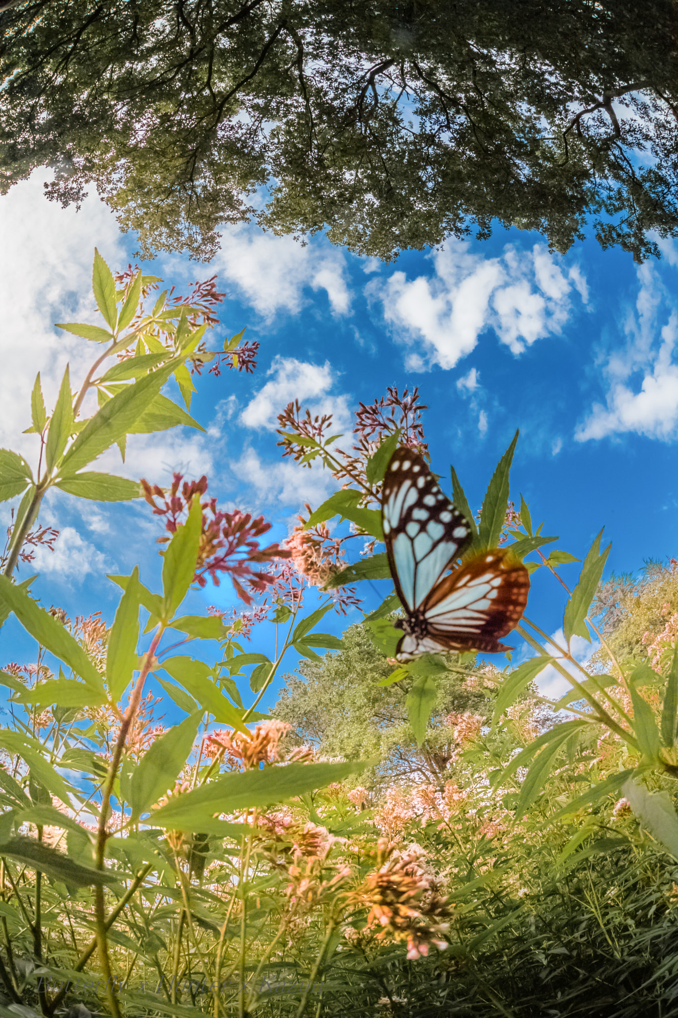 Nikon D5 + Sigma 15mm F2.8 EX DG Diagonal Fisheye sample photo. Fly!　again! photography