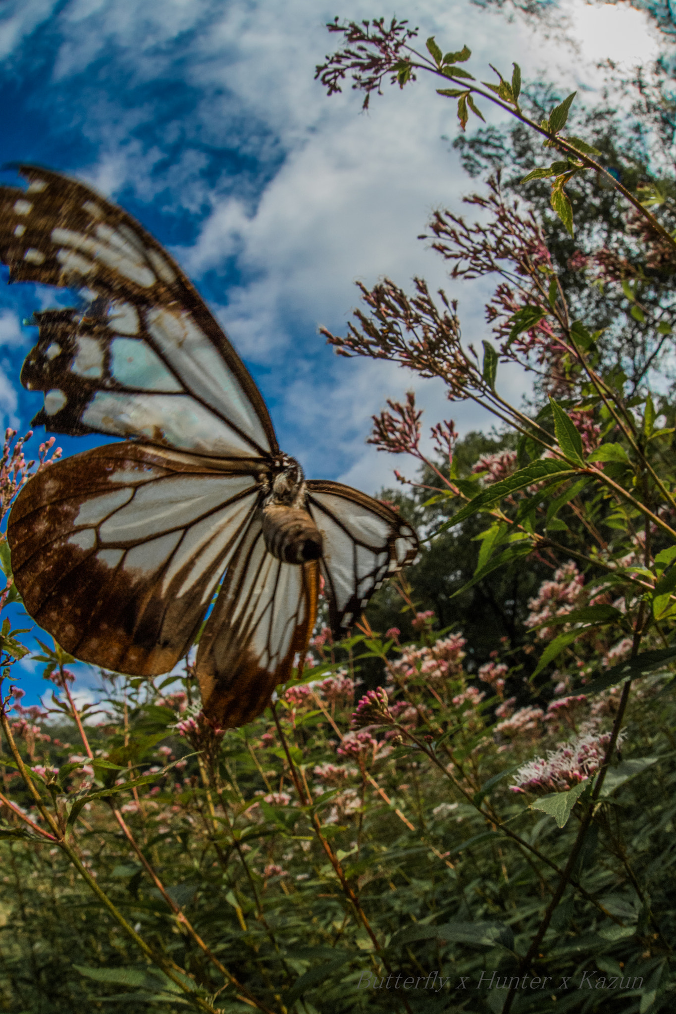 Nikon D5 + Sigma 15mm F2.8 EX DG Diagonal Fisheye sample photo. Big butterfly! photography