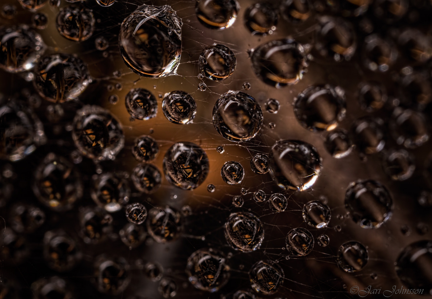 Canon MP-E 65mm F2.5 1-5x Macro Photo sample photo. Spiderweb photography