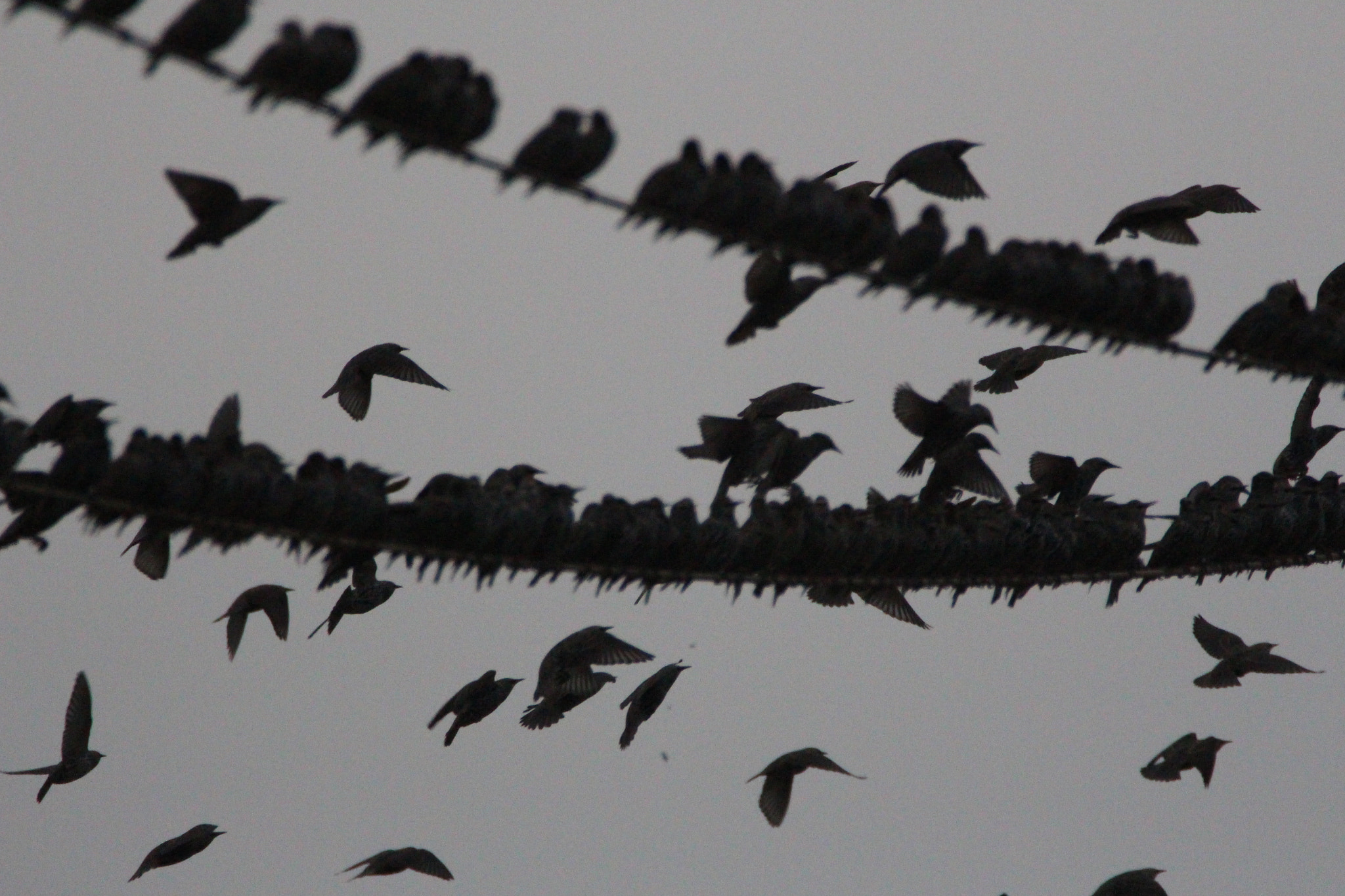 Sigma 150-600mm F5-6.3 DG OS HSM | S sample photo. Starlings photography