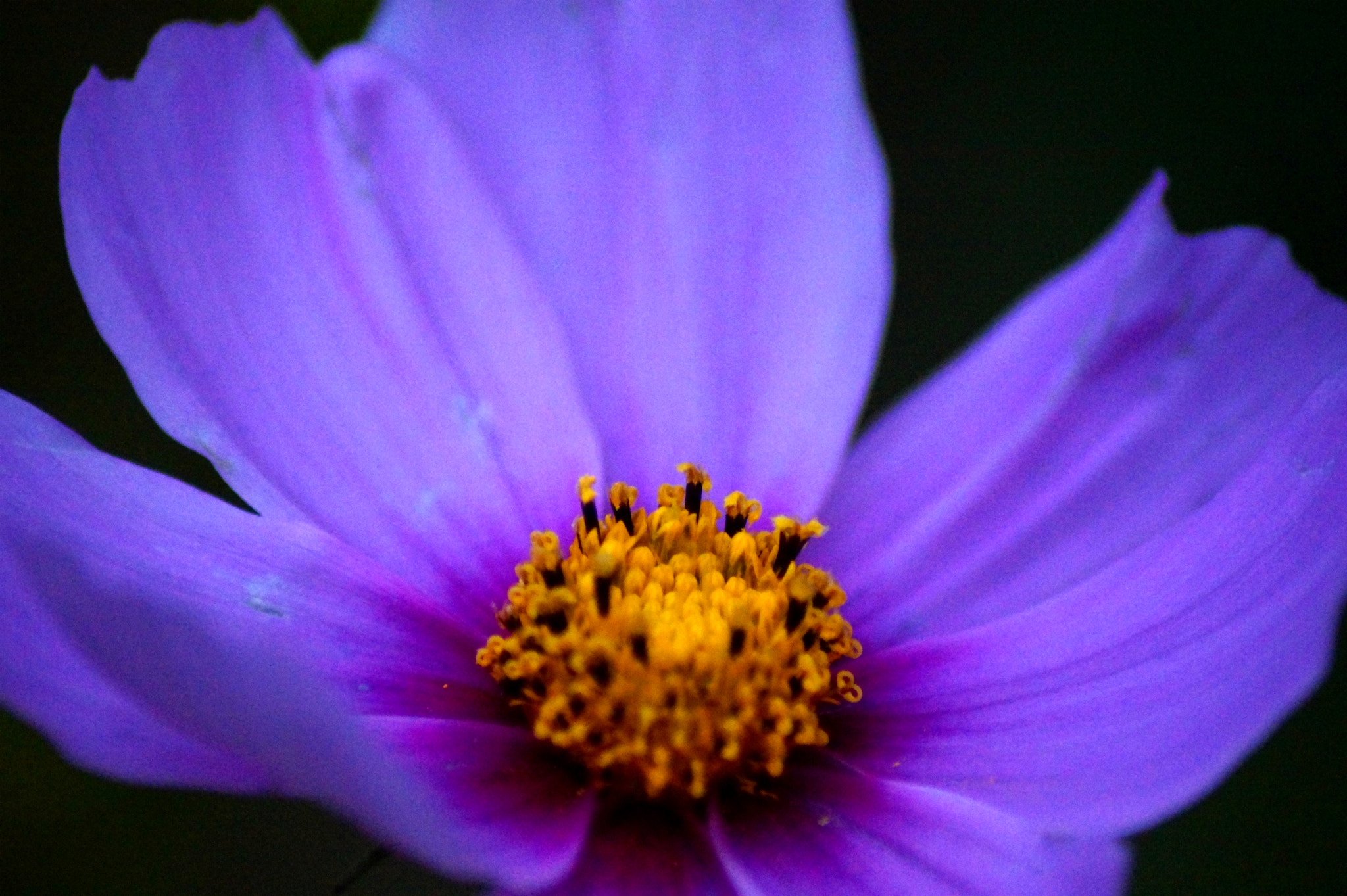 Sony SLT-A58 + Tamron Lens (255) sample photo. Flower #11 photography