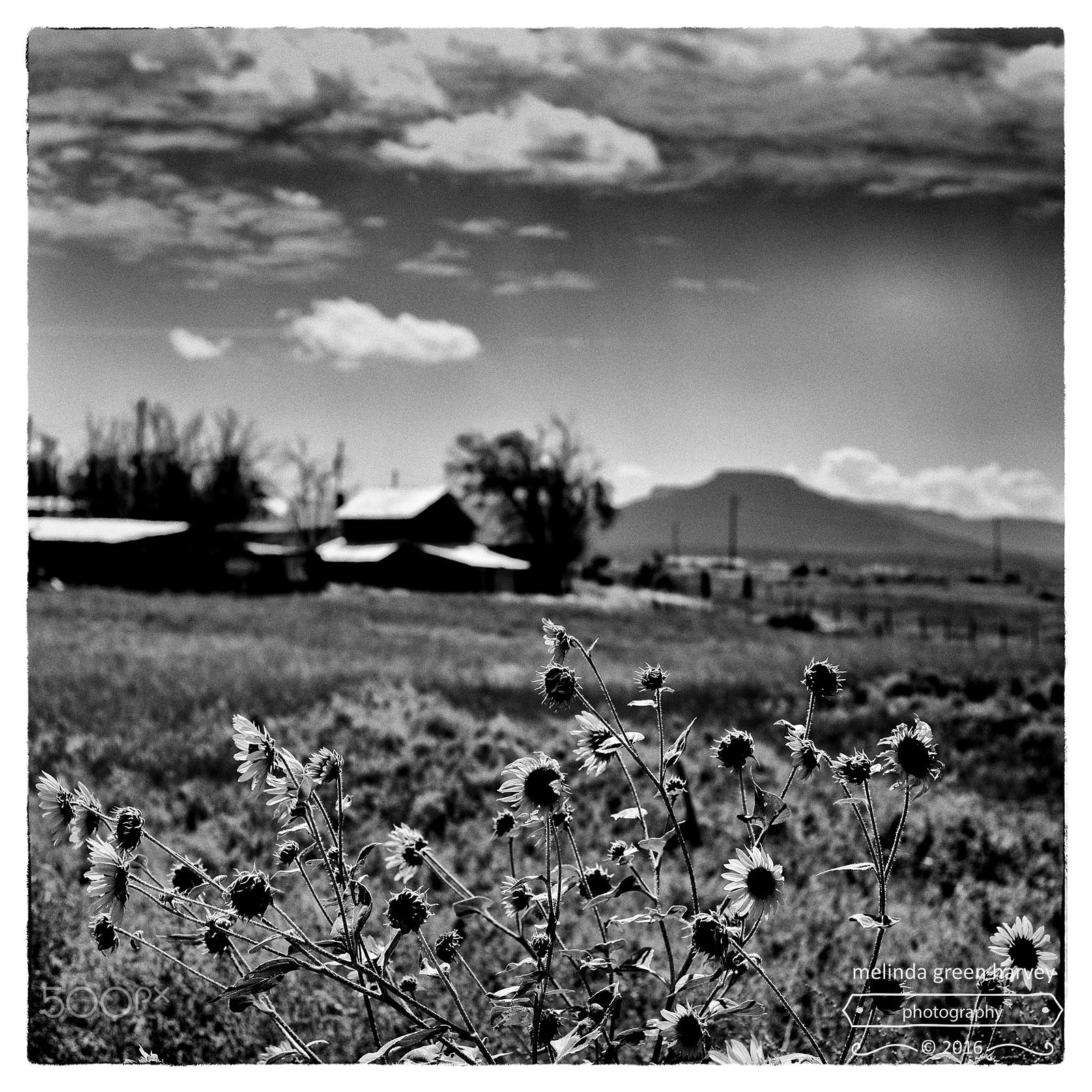 Leica Summarit-M 50mm F2.4 sample photo. And the wind, yes the wind photography