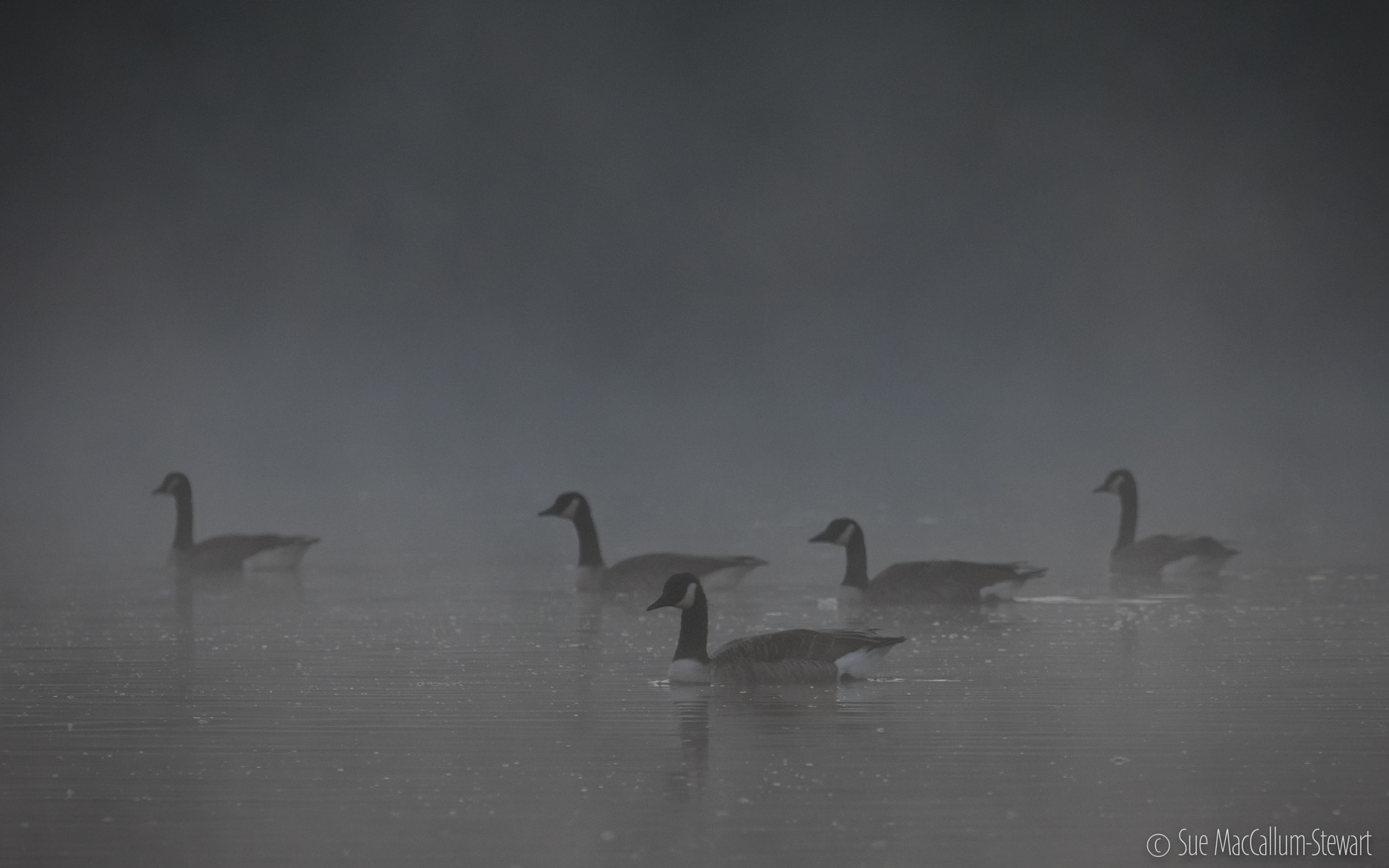 Olympus OM-D E-M1 sample photo. Canada geese photography