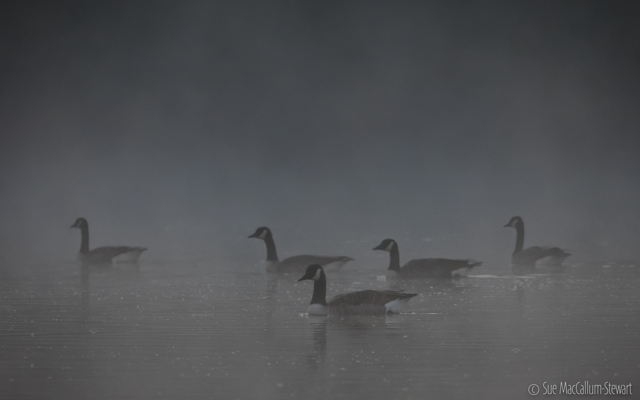 Olympus OM-D E-M1 + OLYMPUS M.300mm F4.0 sample photo. Canada geese photography