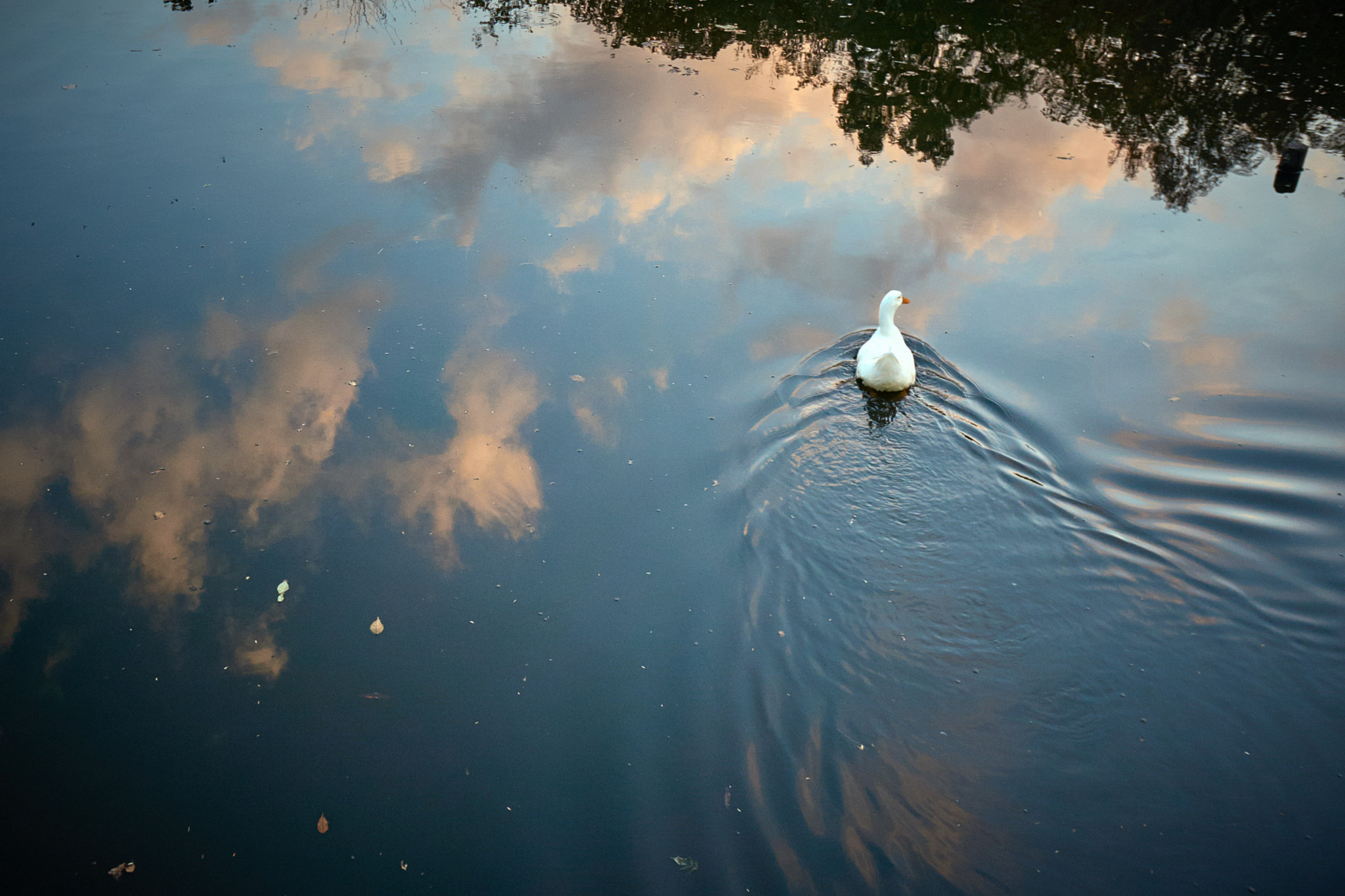 Sony Alpha NEX-6 + Sony E 16mm F2.8 sample photo. Duck over the sky :) photography