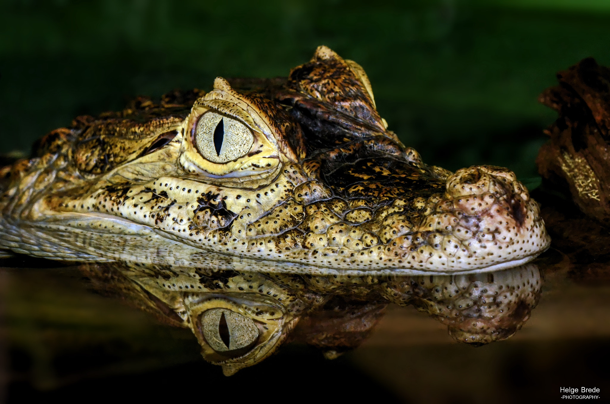 Sigma 150mm F2.8 EX DG Macro HSM sample photo. Crocodile photography