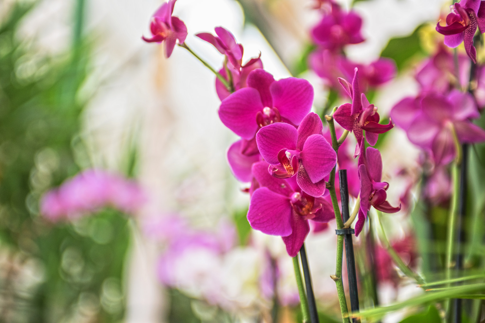 Nikon AF-S Nikkor 28-70mm F2.8 ED-IF sample photo. Orchids photography