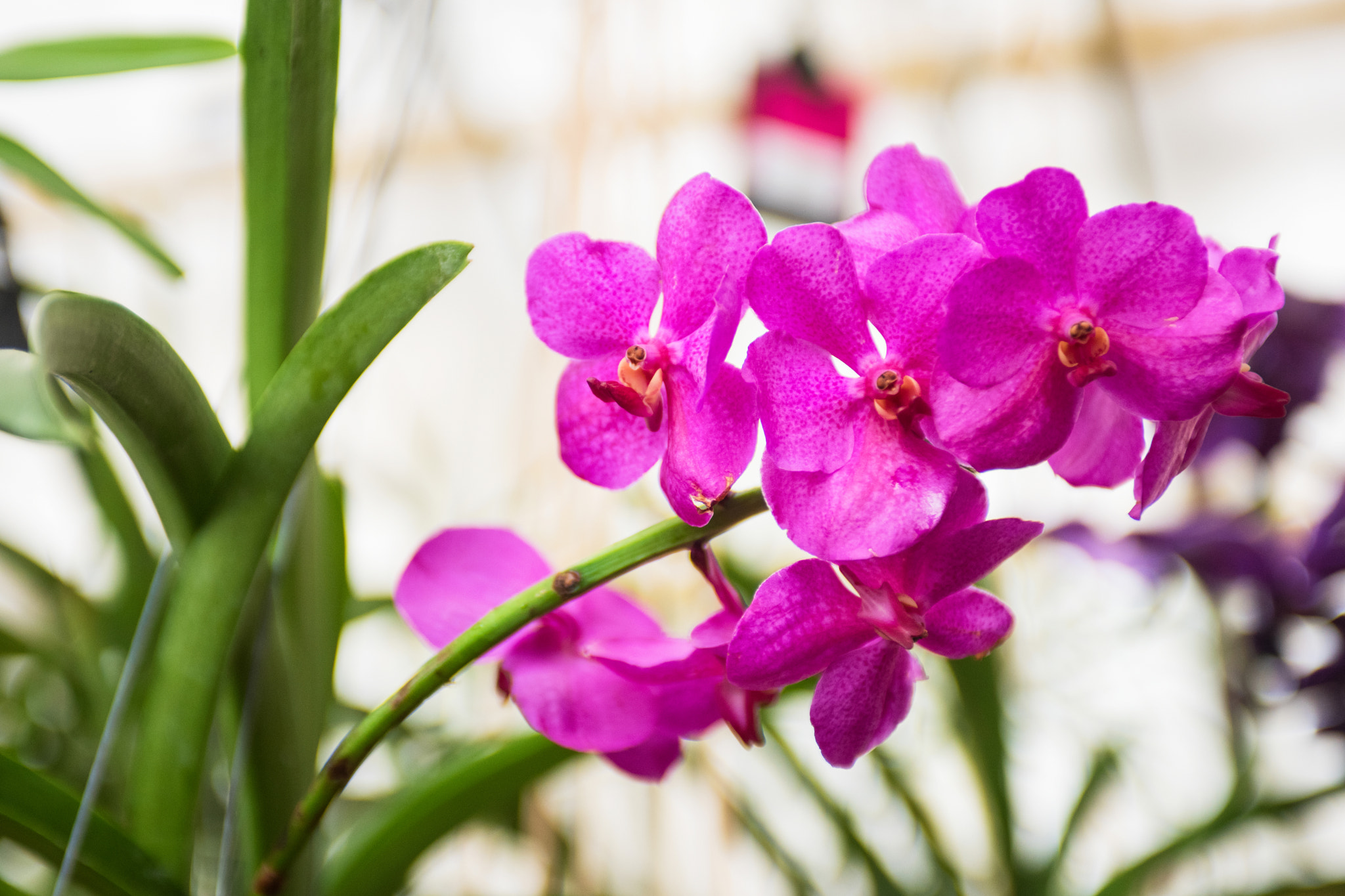 Nikon AF-S Nikkor 28-70mm F2.8 ED-IF sample photo. Orchids photography