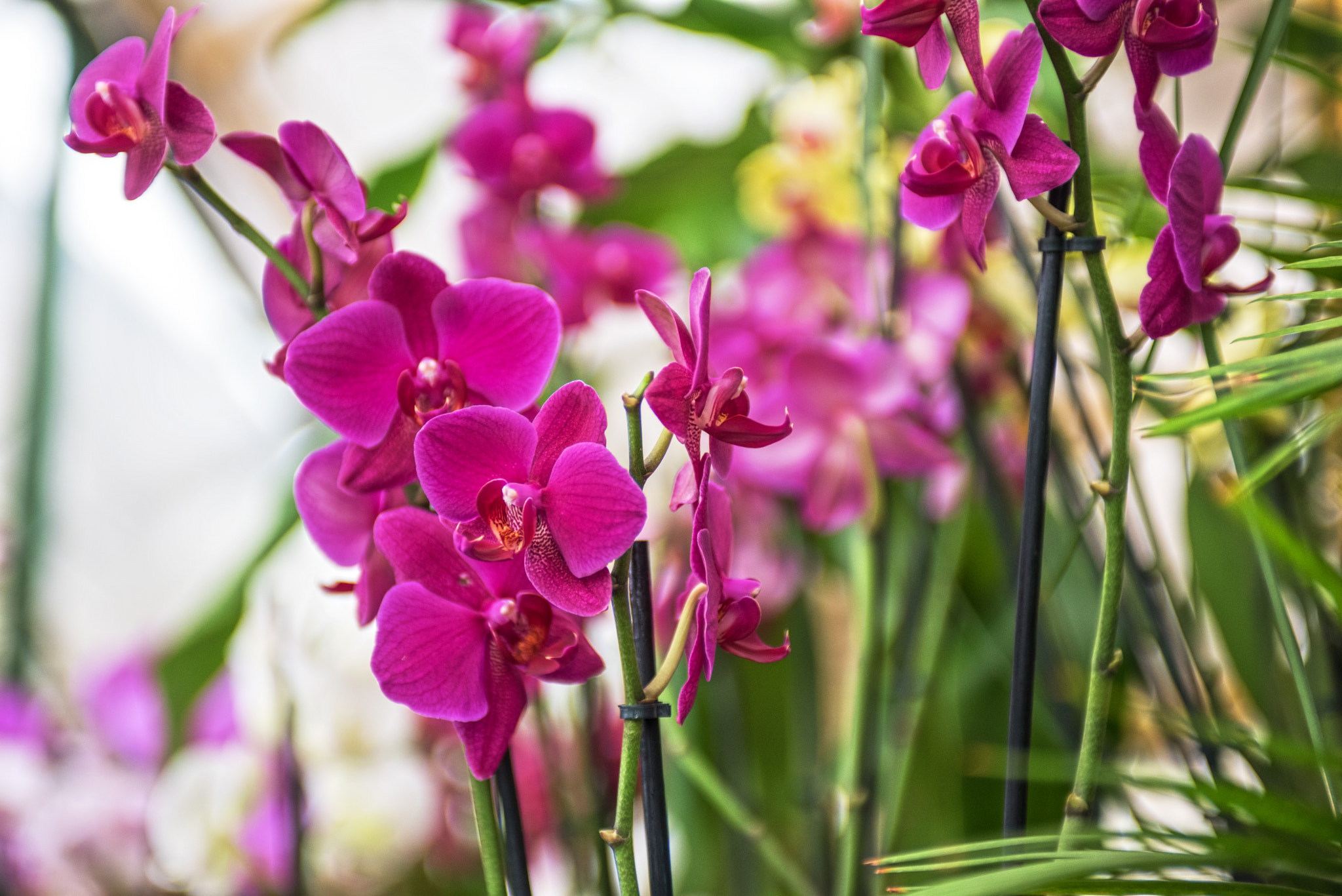 Nikon AF-S Nikkor 28-70mm F2.8 ED-IF sample photo. Orchids photography