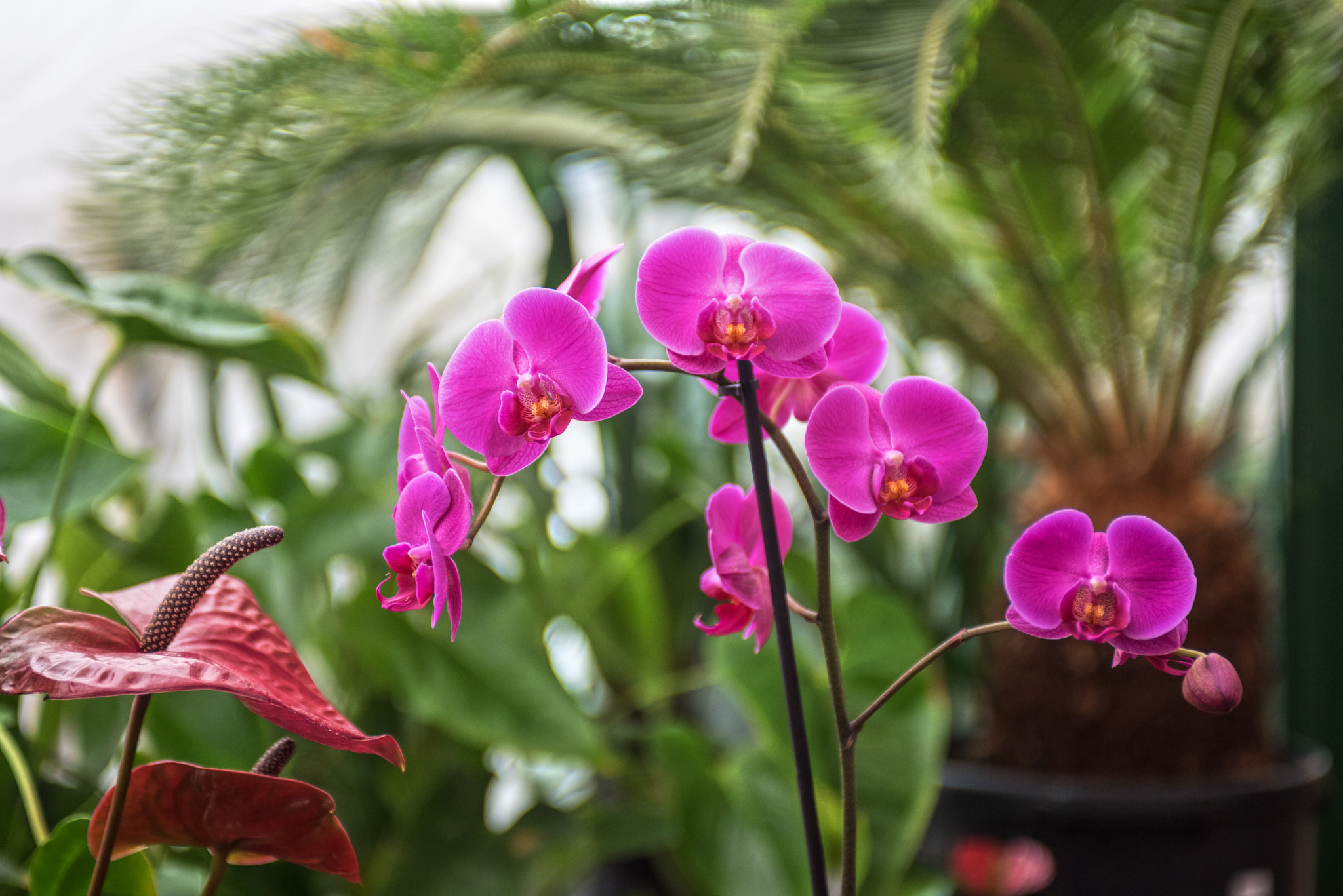 Nikon AF-S Nikkor 28-70mm F2.8 ED-IF sample photo. Orchids photography