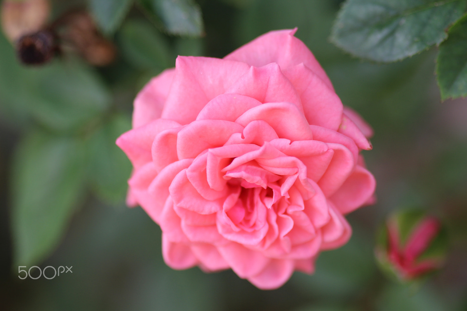 Sigma 105mm F2.8 EX DG Macro sample photo. October rose. photography
