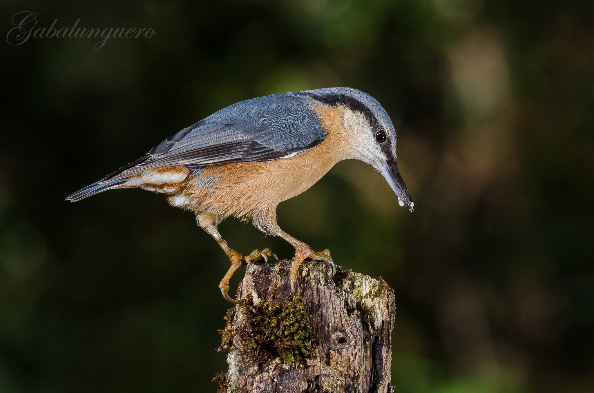 Sigma 150-600mm F5-6.3 DG OS HSM | S sample photo. Trepador azul (sitta europaea) photography
