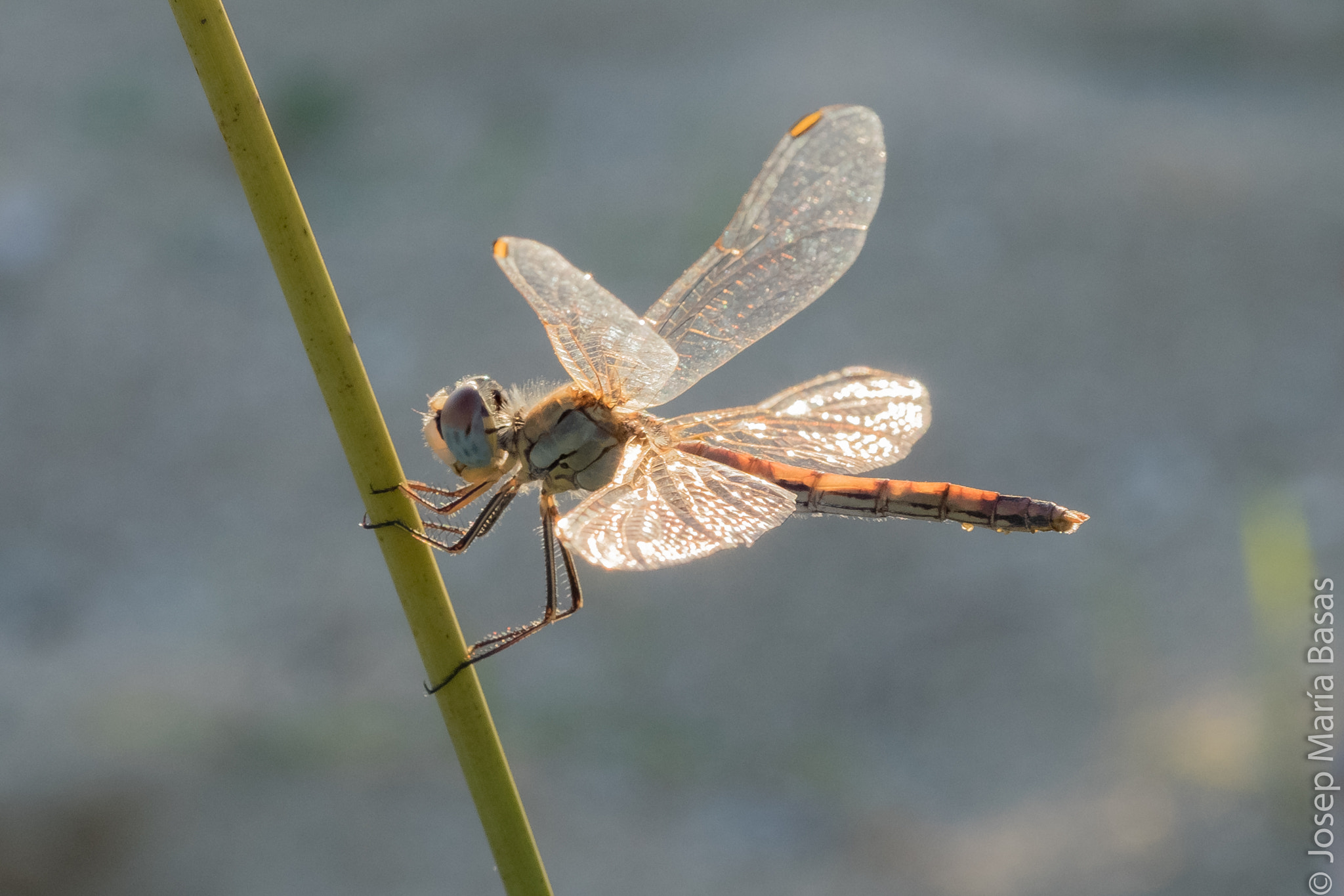 Fujifilm X-T10 + Fujifilm XF 60mm F2.4 R Macro sample photo. Dsf photography