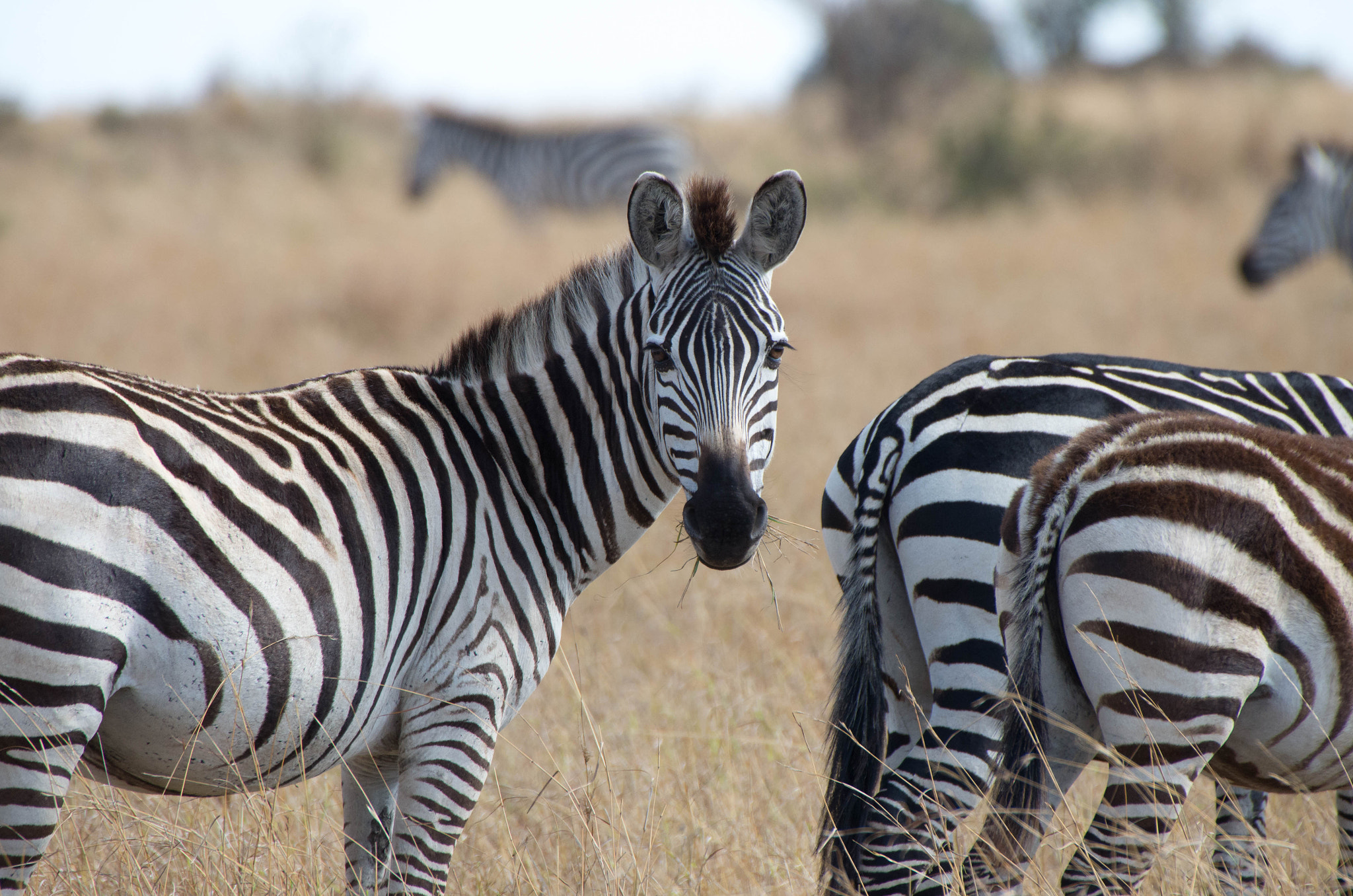 Pentax K-5 IIs + Sigma 50-500mm F4.5-6.3 DG OS HSM sample photo. Zebra stare photography