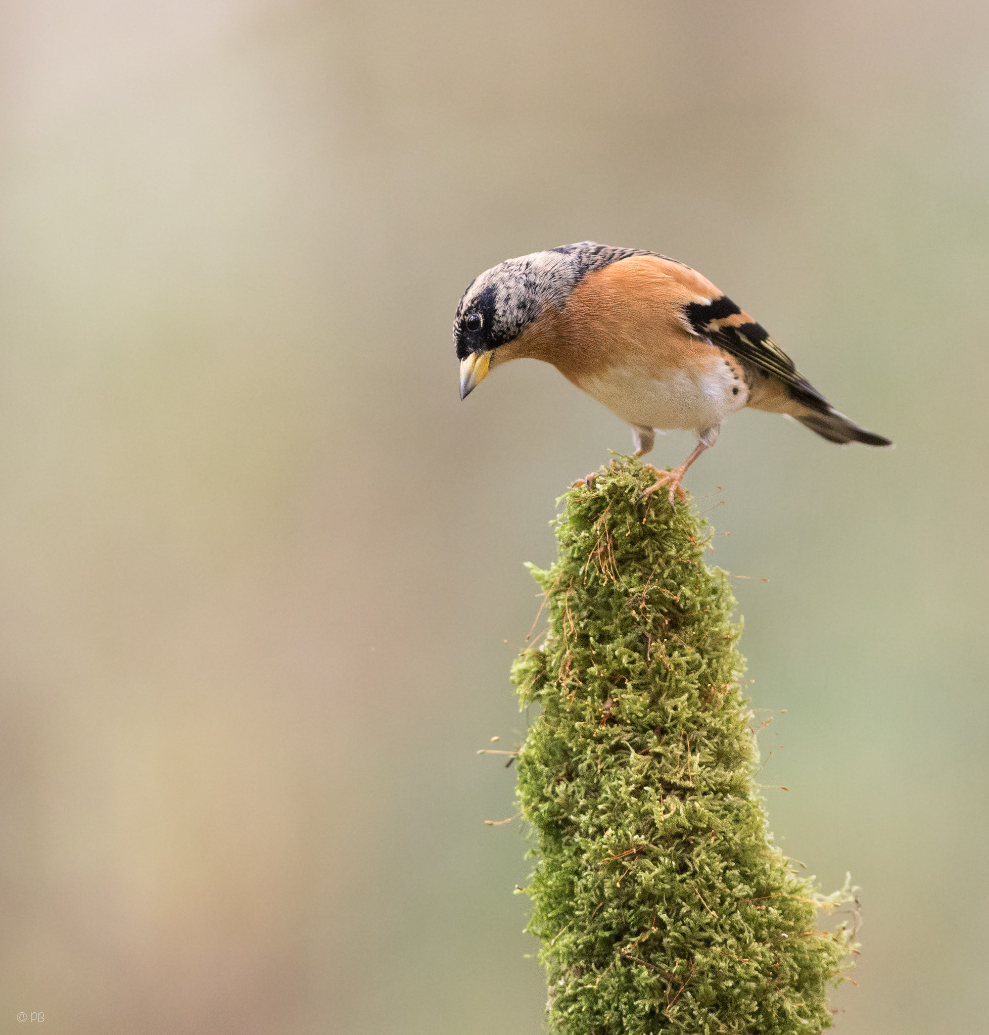 Canon EF 300mm F2.8L IS USM sample photo. Brambling photography