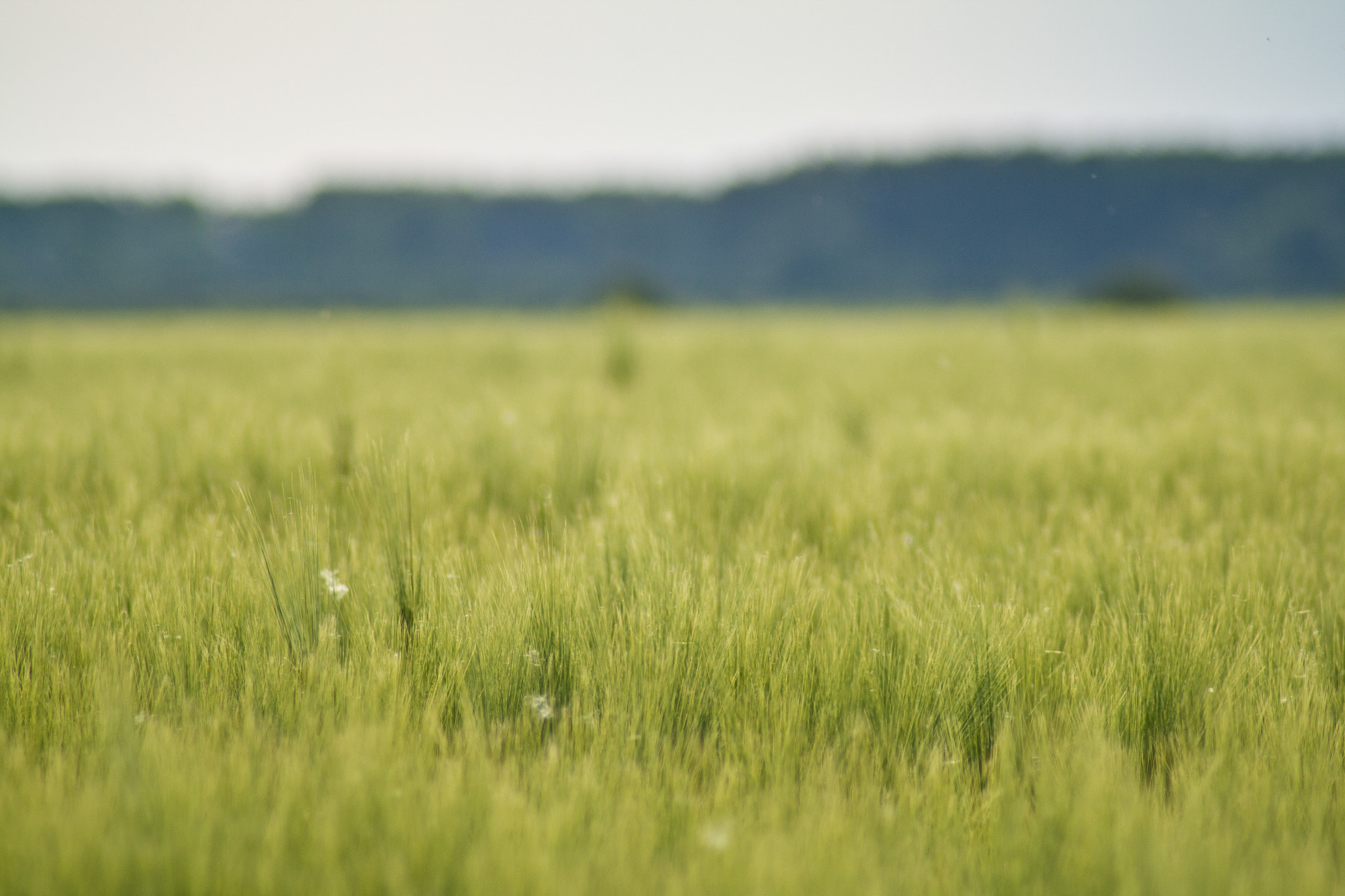 Canon EOS 1000D (EOS Digital Rebel XS / EOS Kiss F) sample photo. Dreams of the landspeople photography