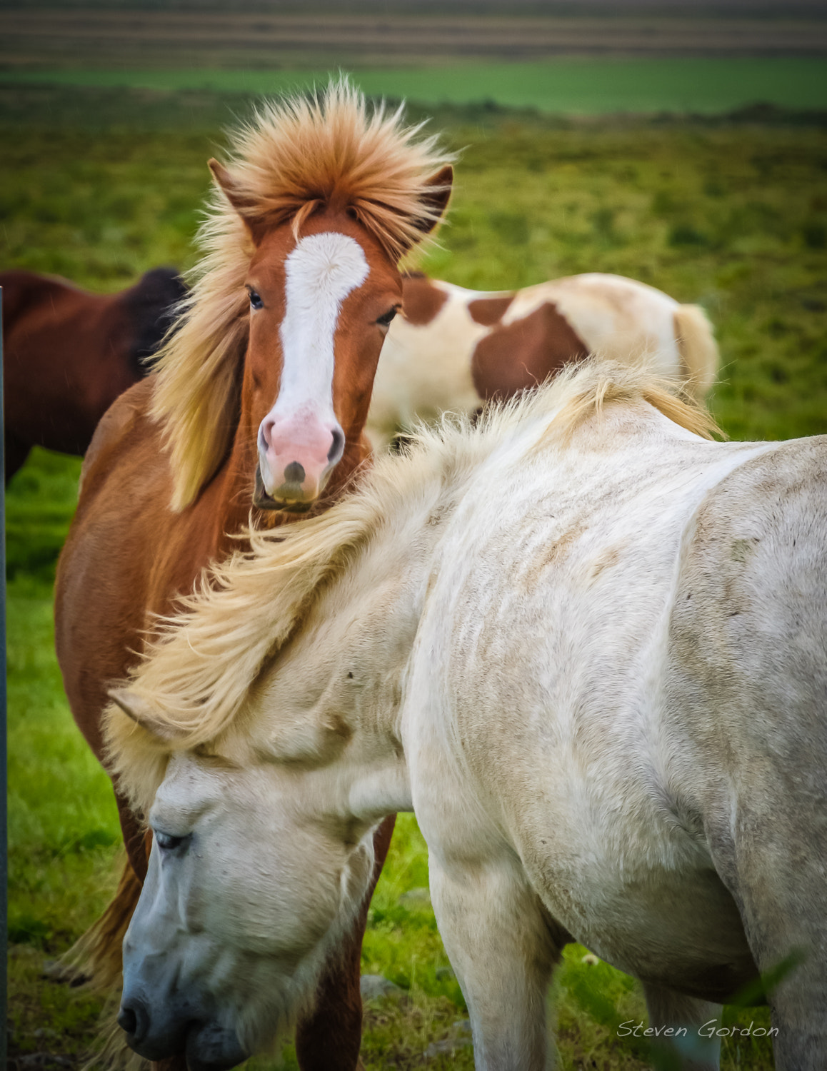 Nikon 1 Nikkor VR 30-110mm F3.8-5.6 sample photo. Icelandic horses photography