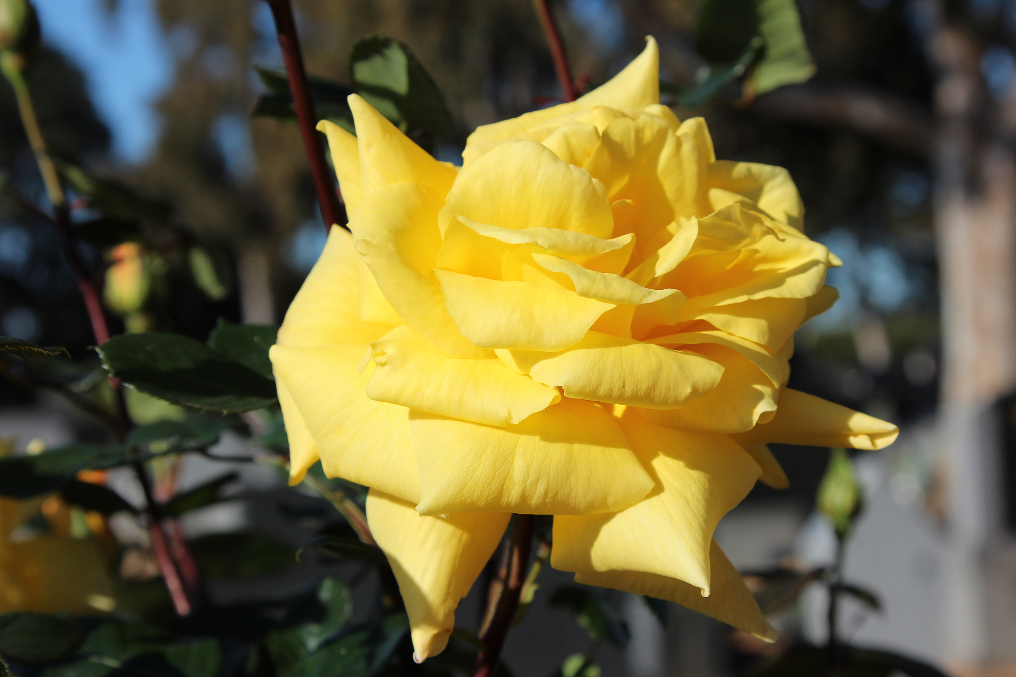 Canon EOS 600D (Rebel EOS T3i / EOS Kiss X5) sample photo. Another yellow rose photography