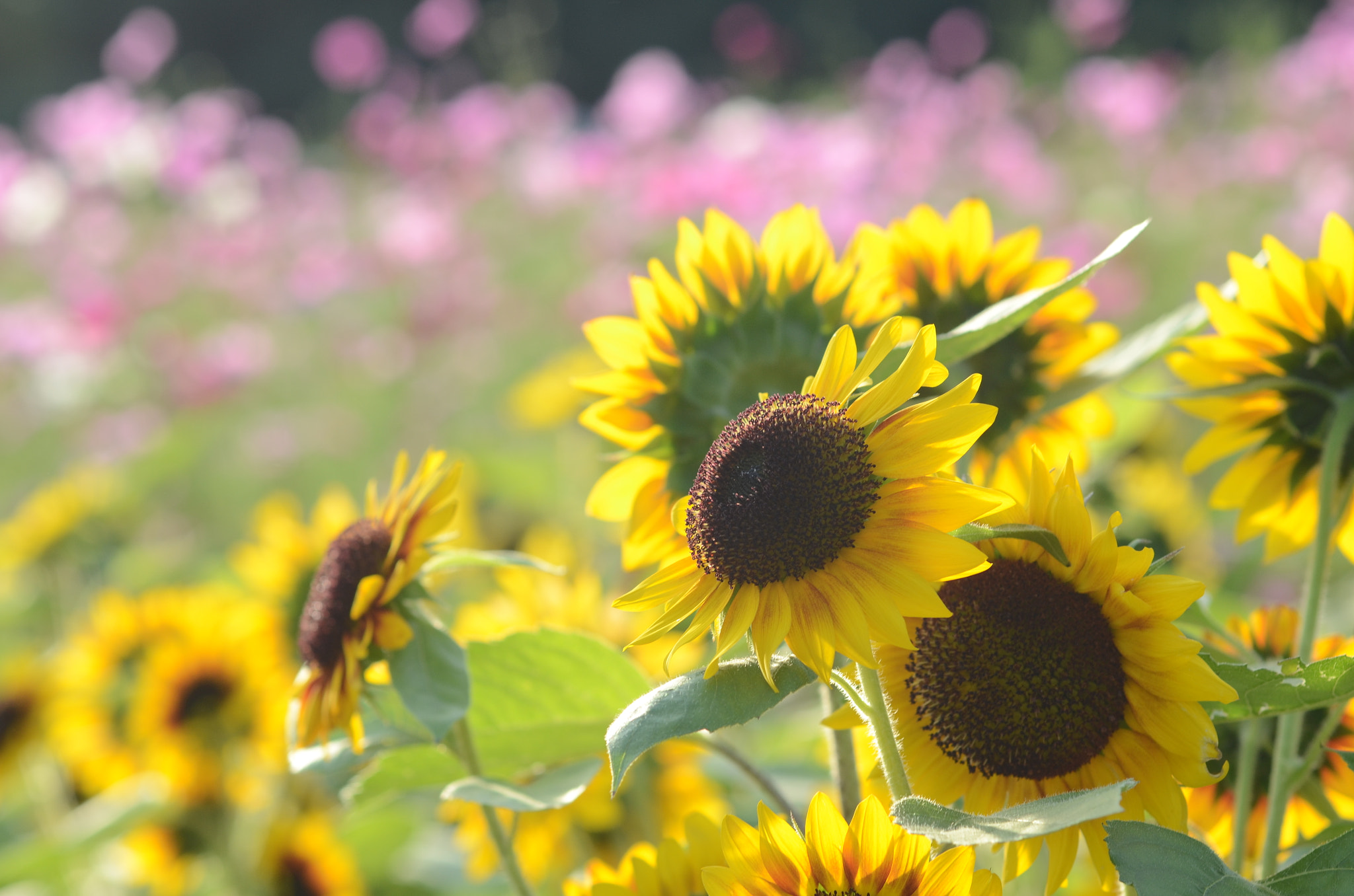 Tamron SP AF 90mm f/2.5 Macro (152E) sample photo. Sunflower in the cosmos garden photography