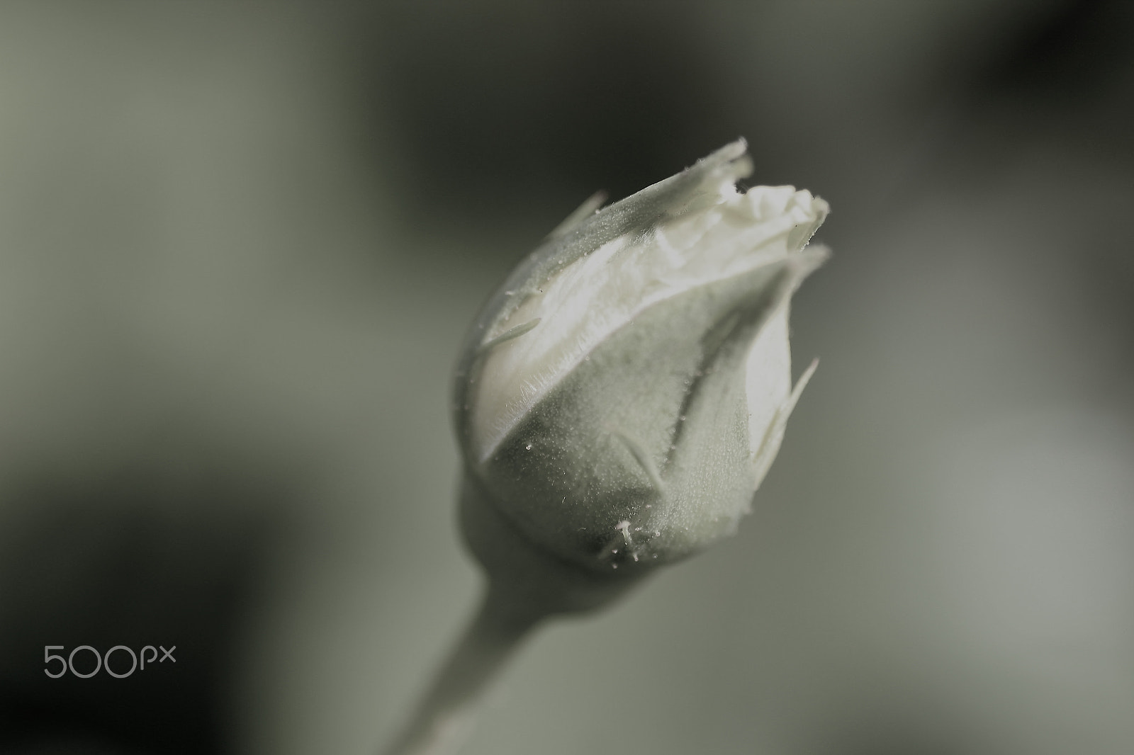 Sigma 105mm F2.8 EX DG Macro sample photo. Blossom. photography