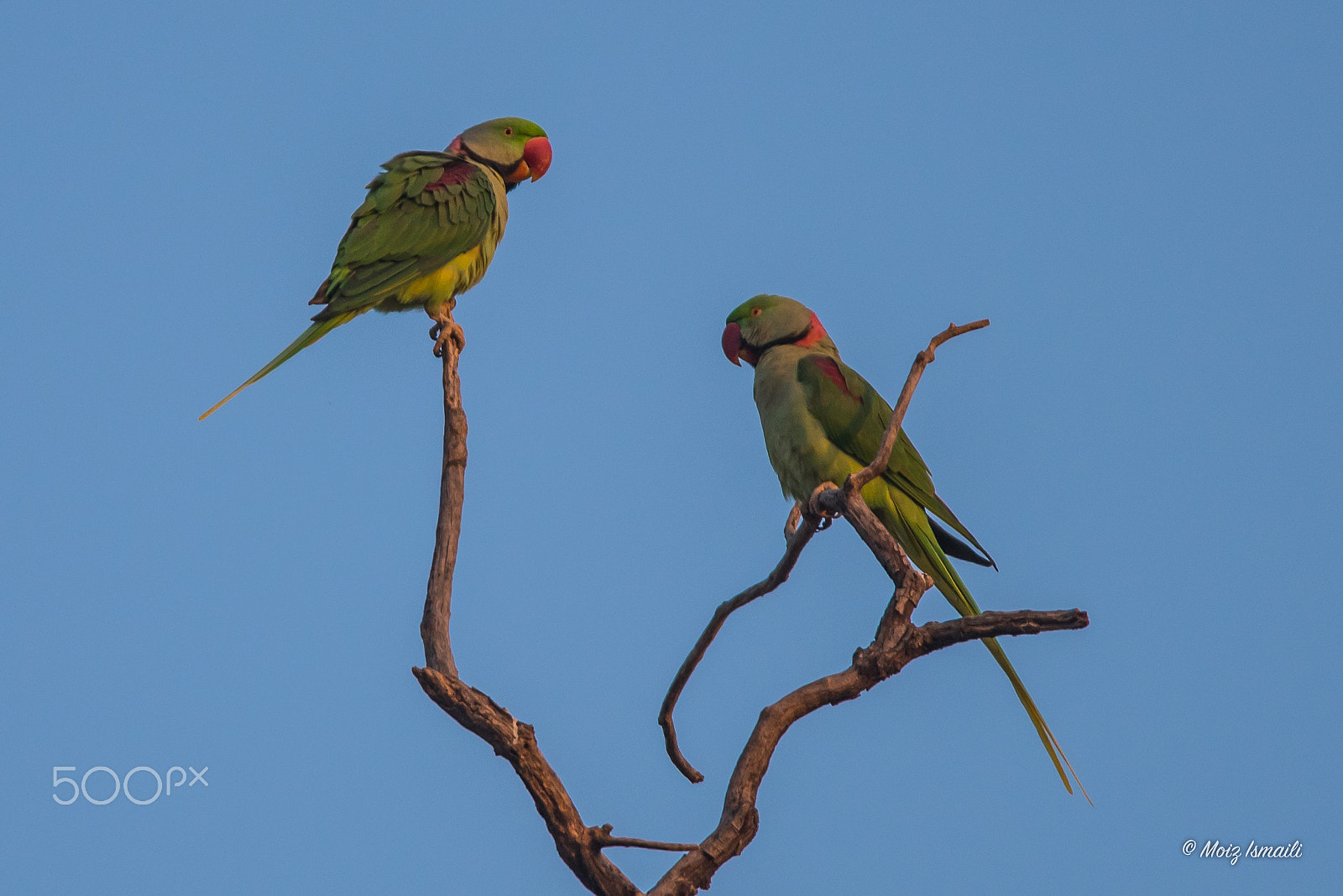 Nikon D750 + Nikon AF-S Nikkor 300mm F4D ED-IF sample photo. Alexandrine parakeet photography