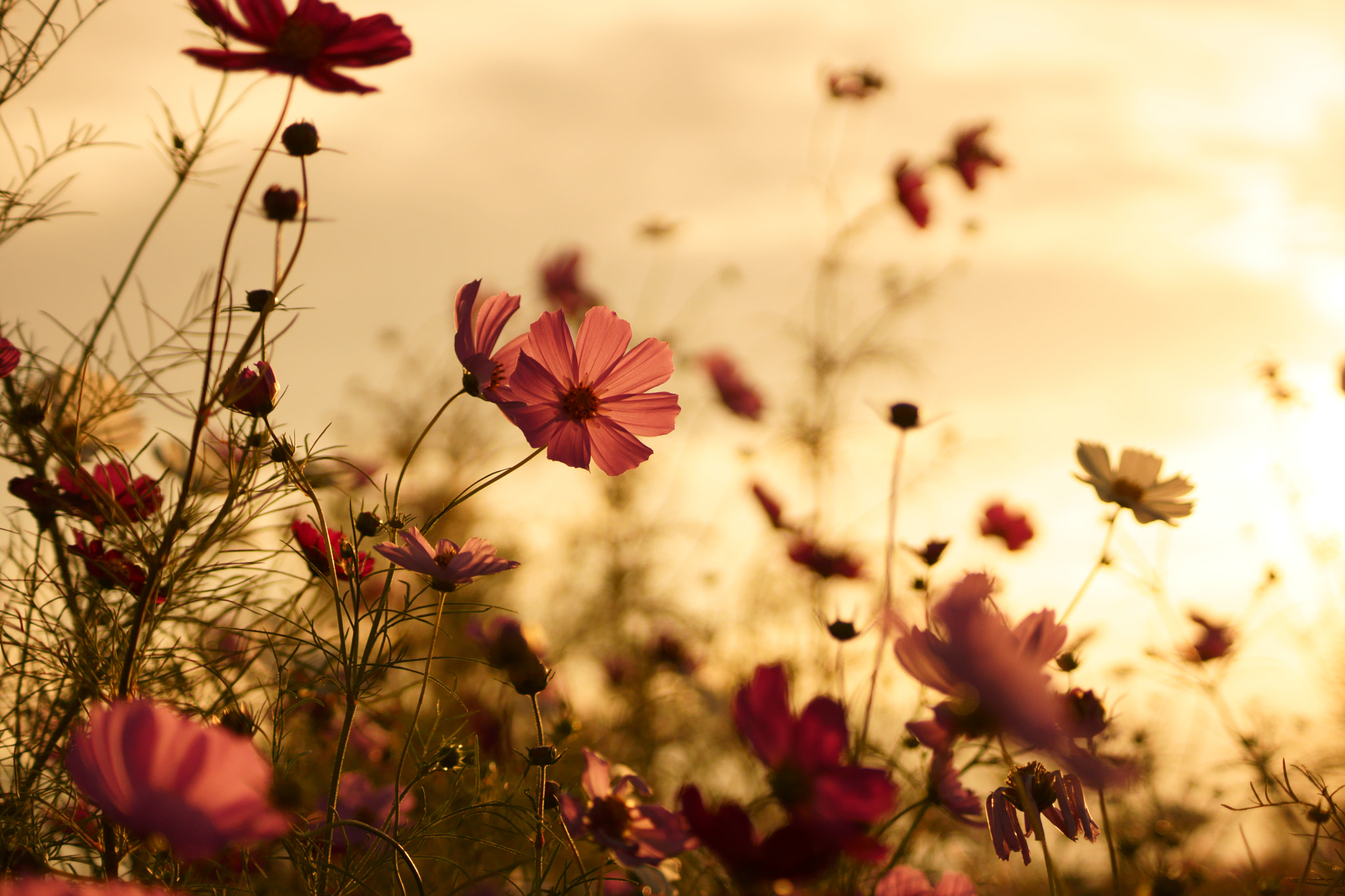 Sony DT 55-200mm F4-5.6 SAM sample photo. Cosmos photography
