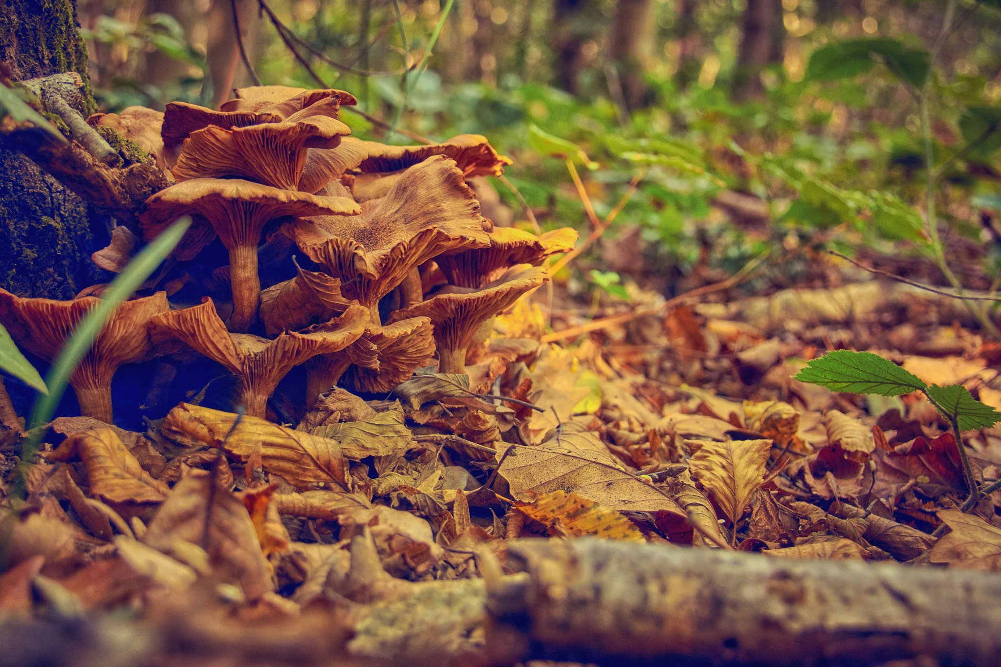 Sony E 18-200mm F3.5-6.3 OSS sample photo. Brown mushrooms.jpg photography