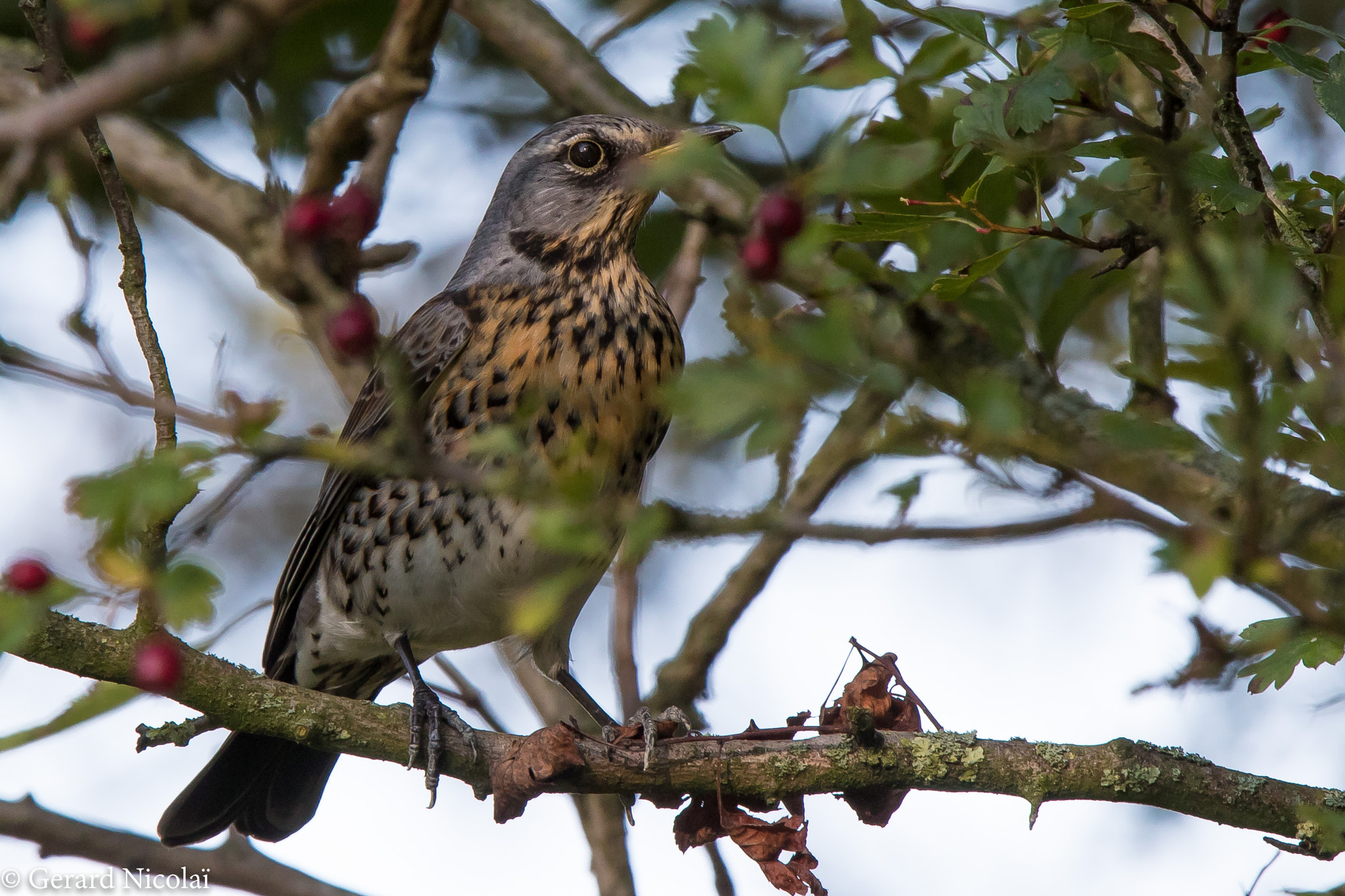 Canon EF 300mm F2.8L IS USM sample photo. Fieldfare hiding in the bushes photography