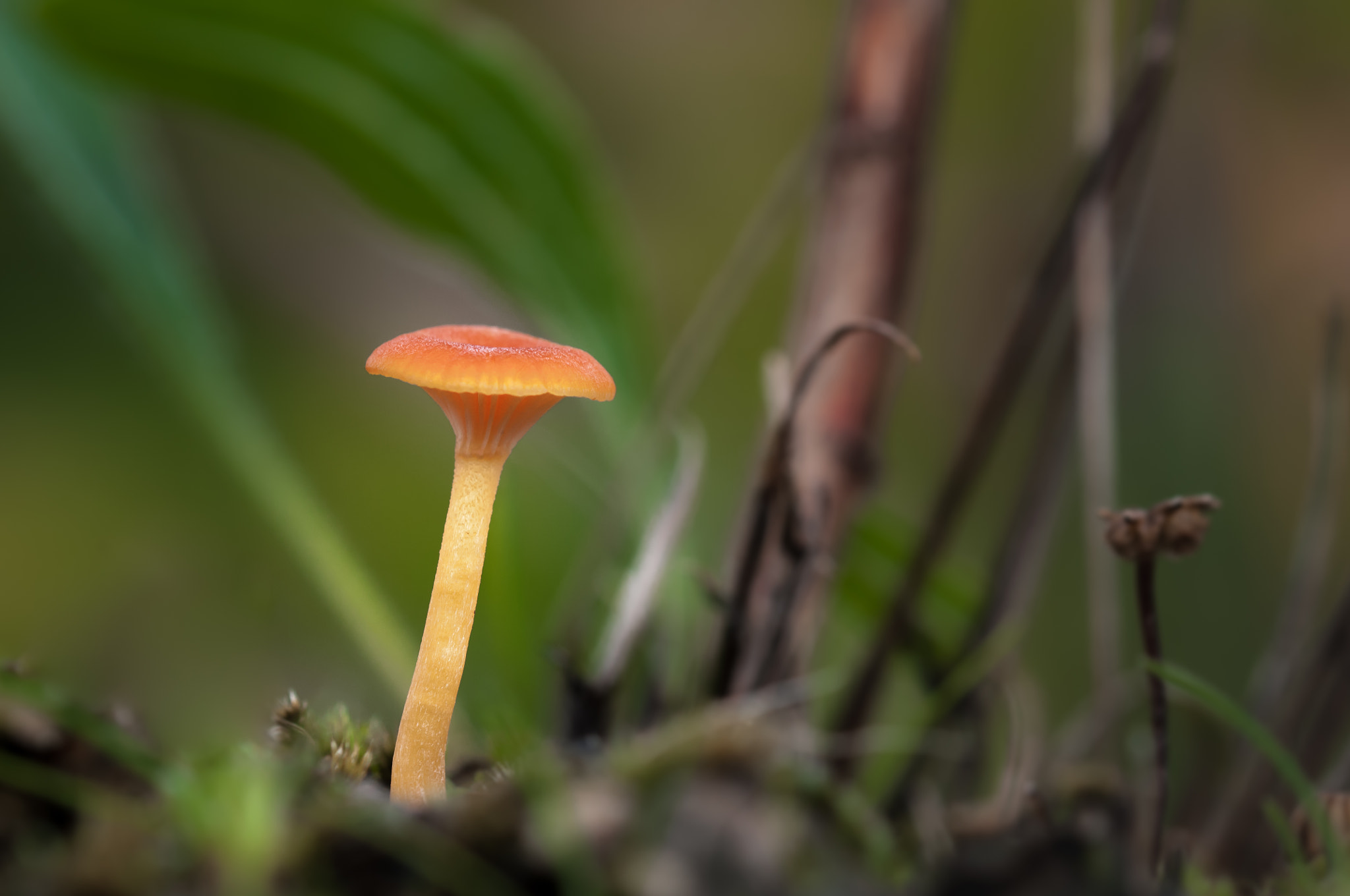 Sigma 105mm F2.8 EX DG OS HSM sample photo. Alone photography