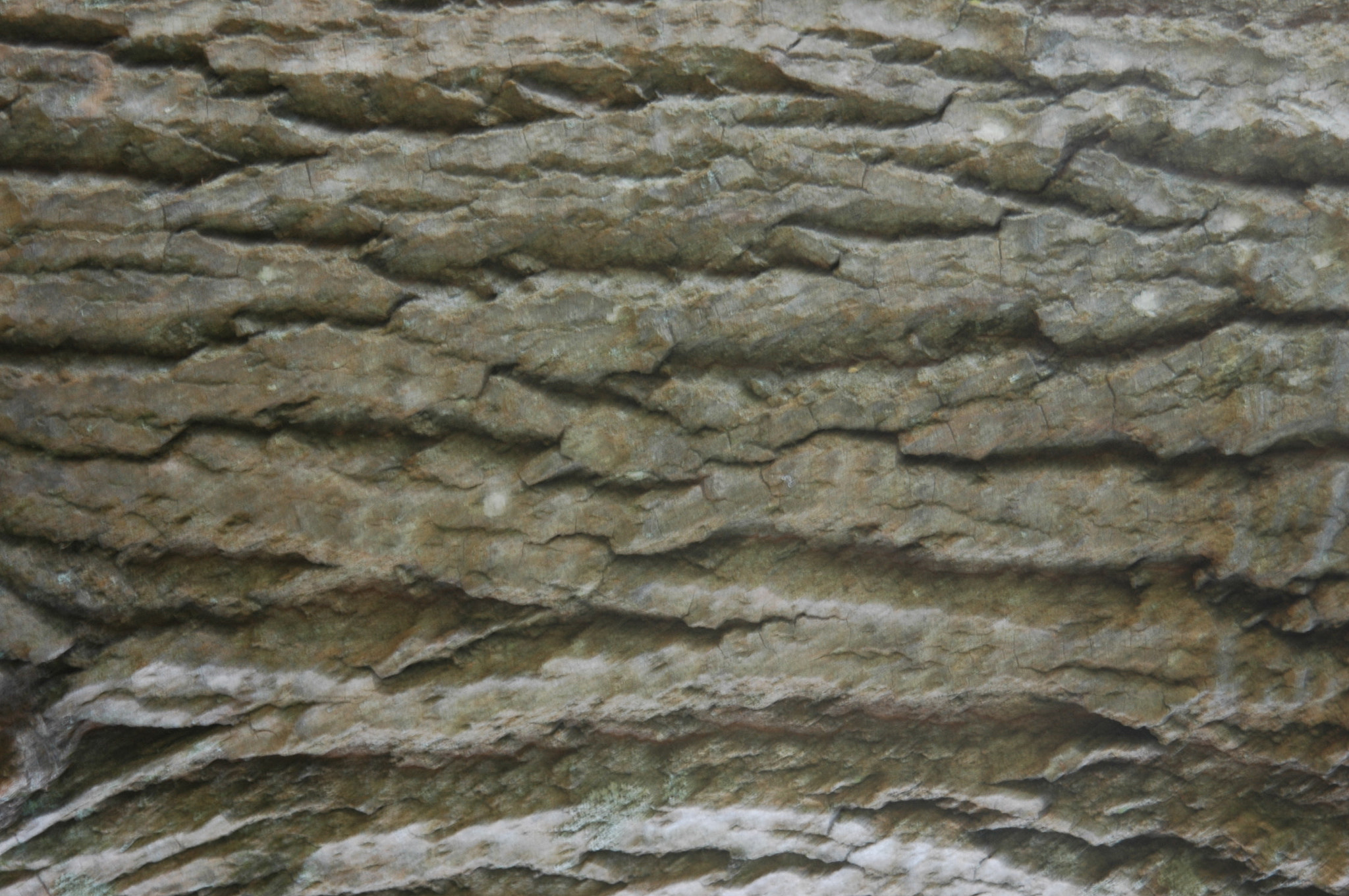 AF Zoom-Nikkor 24-120mm f/3.5-5.6D IF sample photo. Tree bark photography