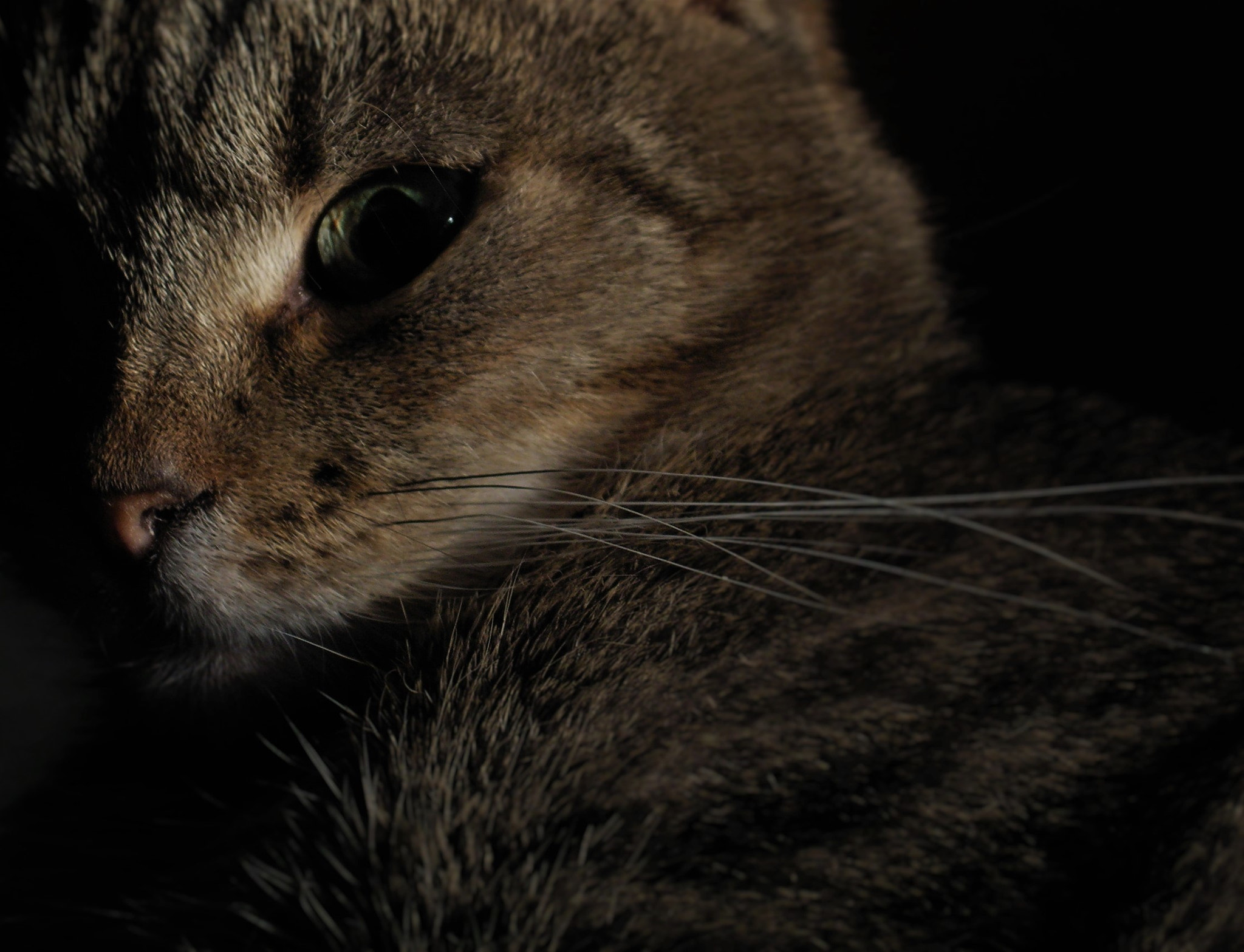 KONICA MINOLTA DiMAGE Z20 sample photo. Sleeping beauty #2 photography