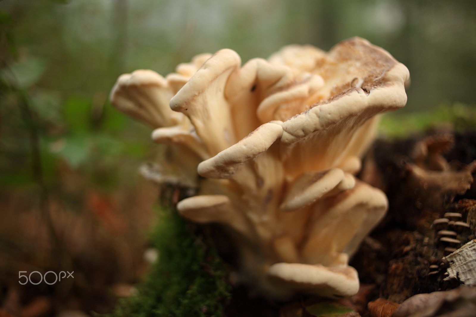 Canon EOS 5D Mark II + Canon EF 35mm F2 sample photo. Mushroom photography