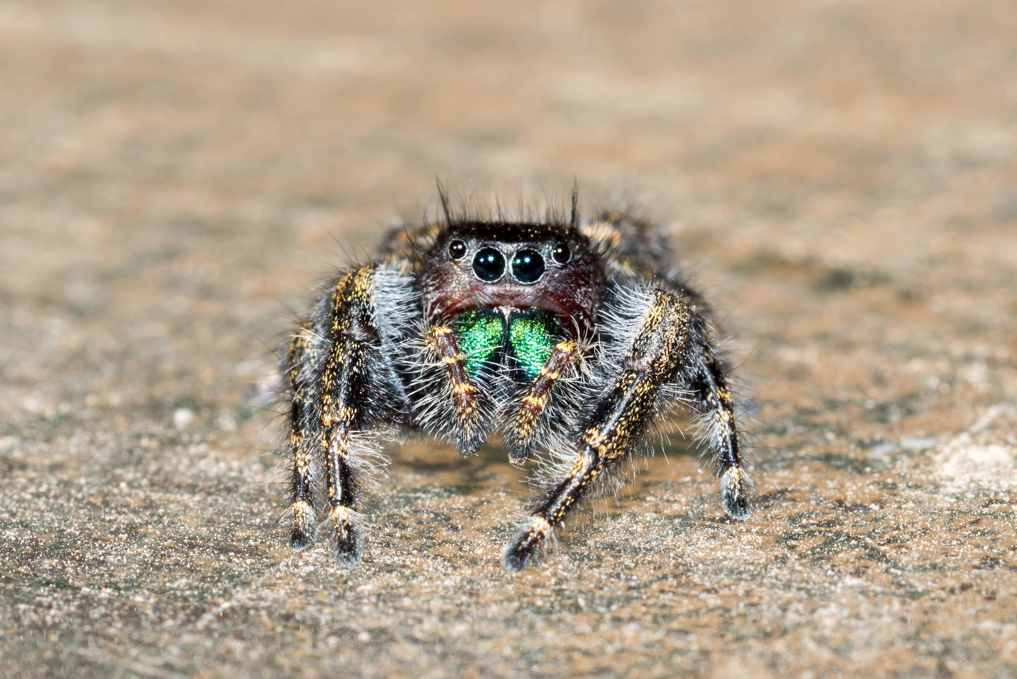 Sony SLT-A68 + MACRO 50mm F2.8 sample photo. Bold jumping spider photography